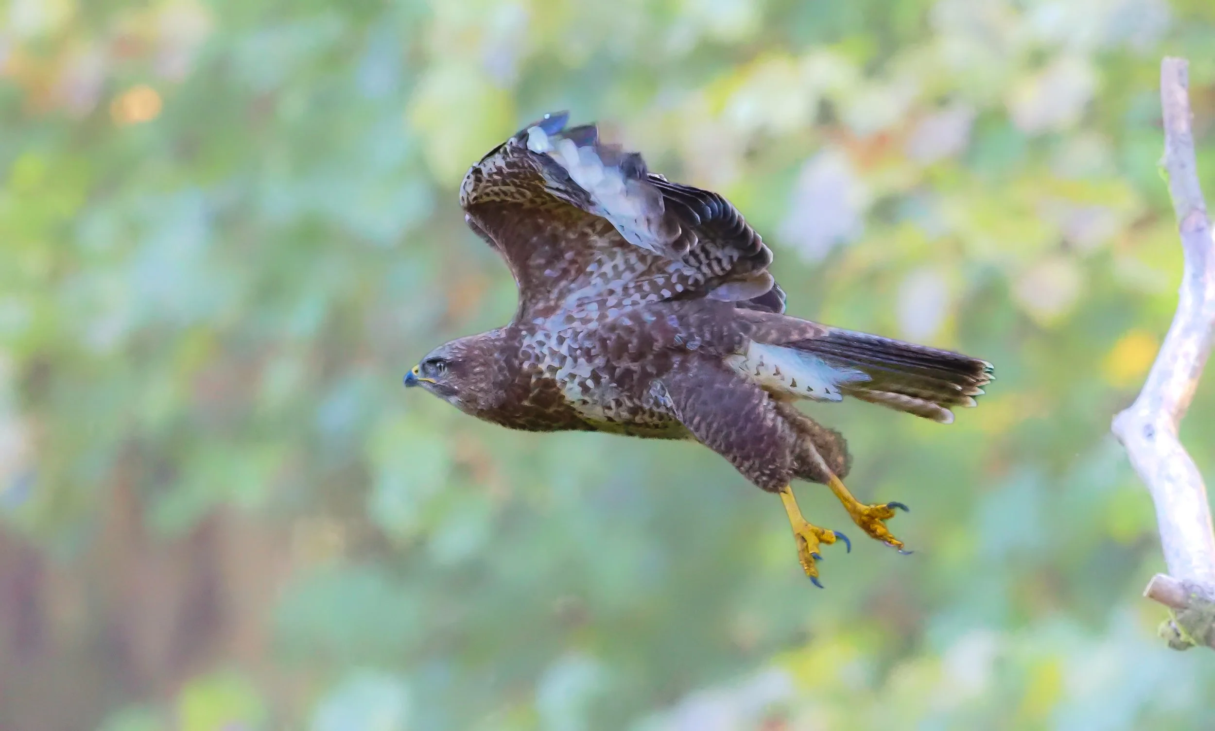 Buzzard 2 (SBP).jpg