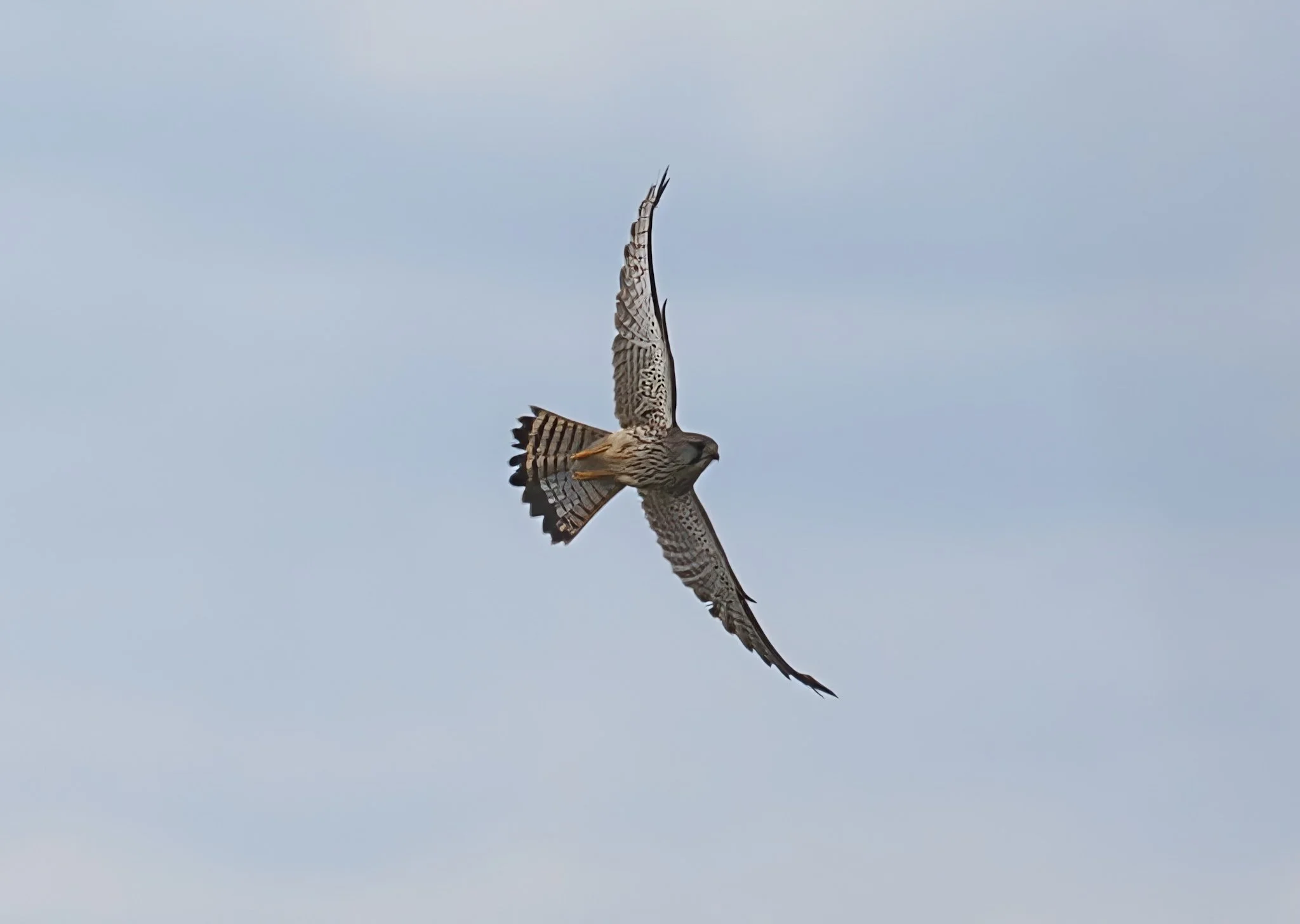Kestrel 3 Aberlady-topaz-enhance-1.9x-sharpen.jpg