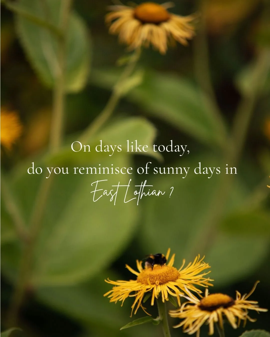 On days like today, are you dreaming of Sunny days in East Lothian? 🌞🌸🌻🌱

Last summer, Amanda Farmese Heath captured these beautiful flowers @amisfieldwalledgarden 

You can read all about Amisfield Walled Garden in Land, Sea &amp; Hills pages 18