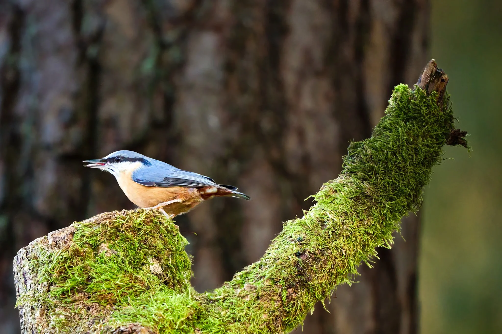 Nuthatch-topaz-denoise-sharpen (SBP).jpg