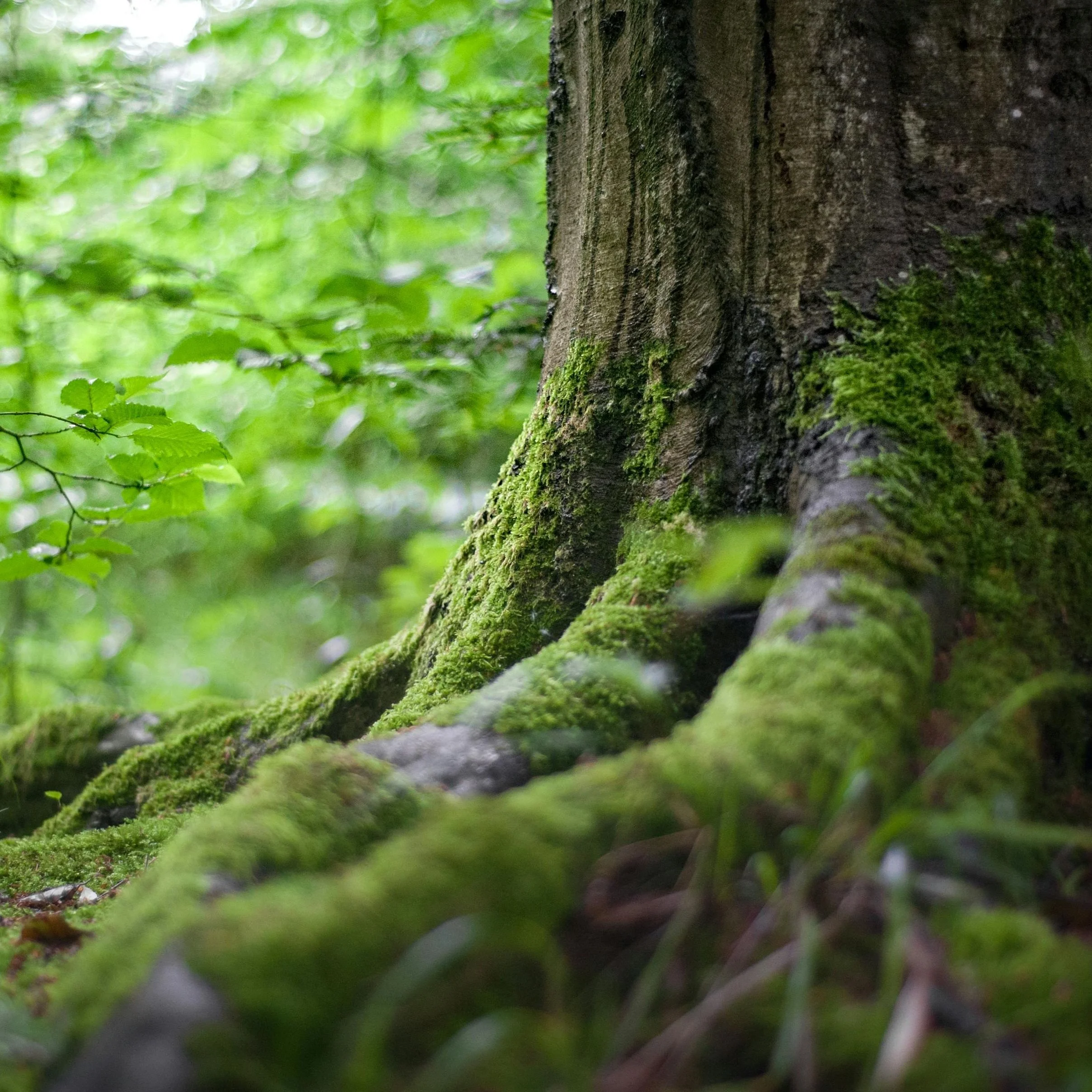 Forestry Trust - Pheromone traps