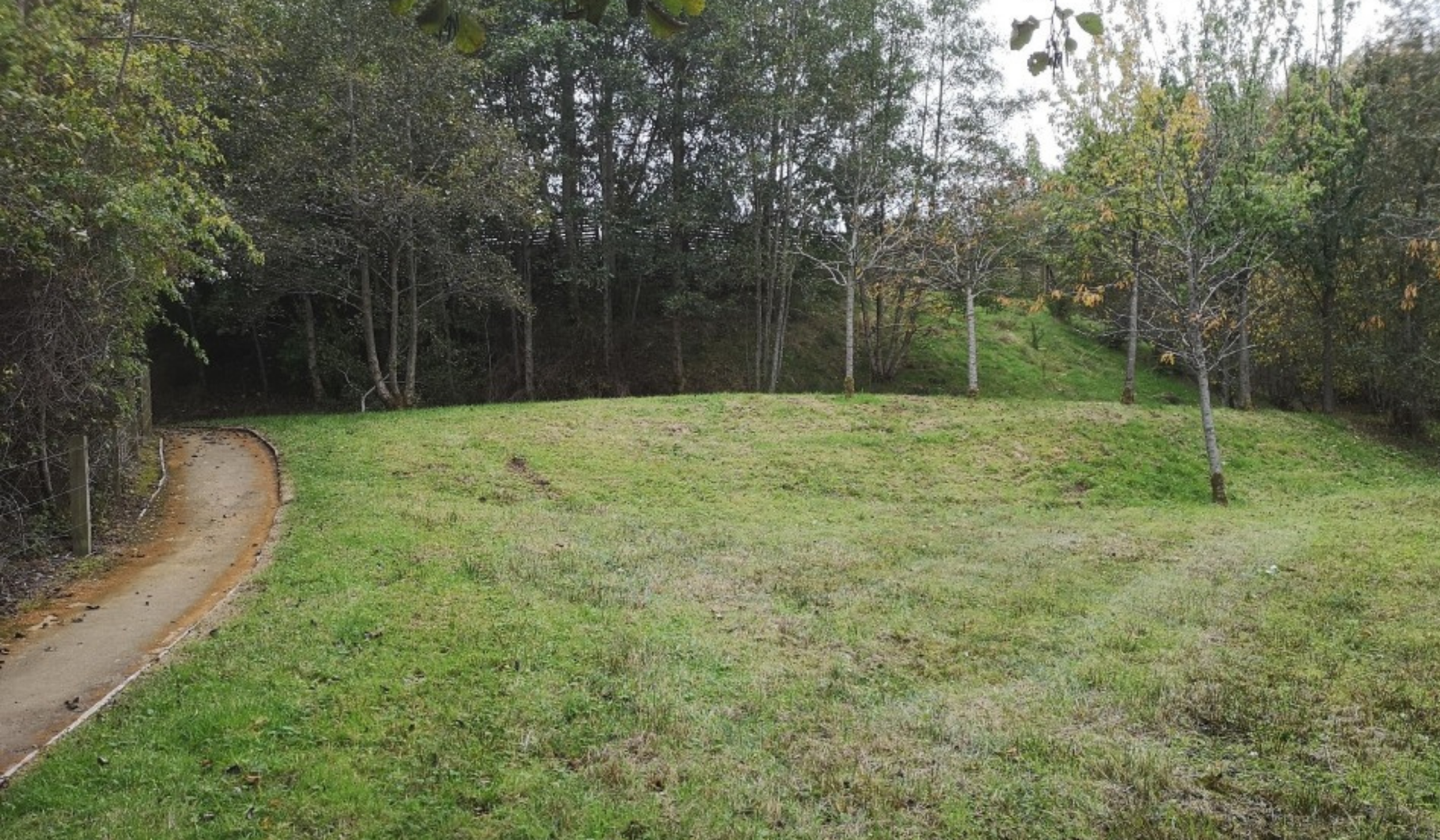 Woodland Walks for Workplace Wellbeing