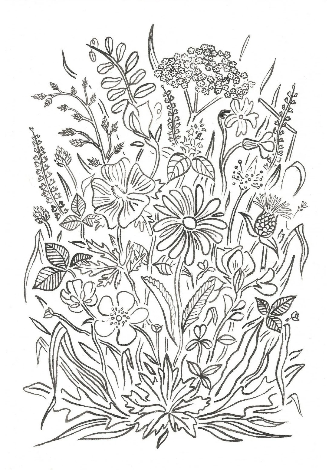 illustration-wild-flower.jpg
