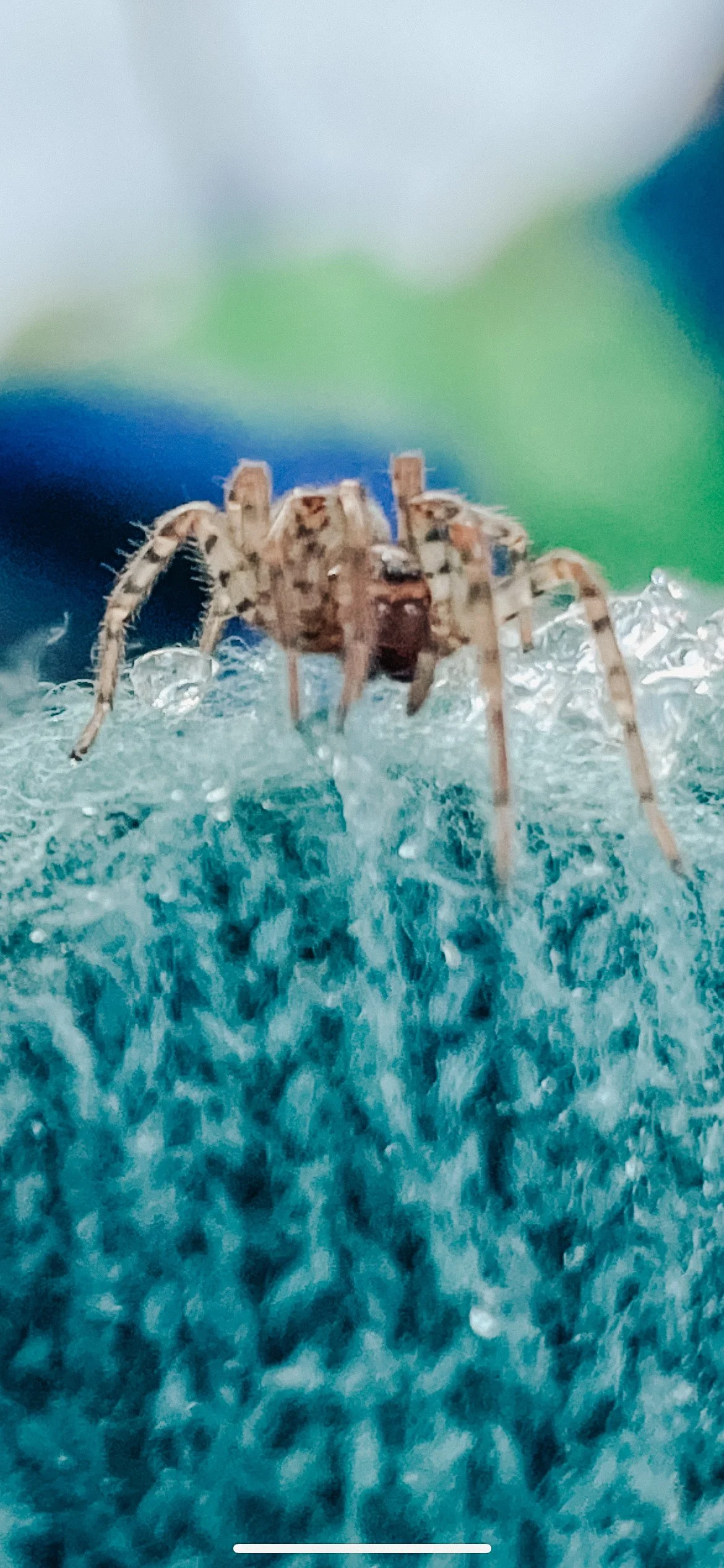 Close-up of a jumping spider on a blue surface with a blurred green and blue background.