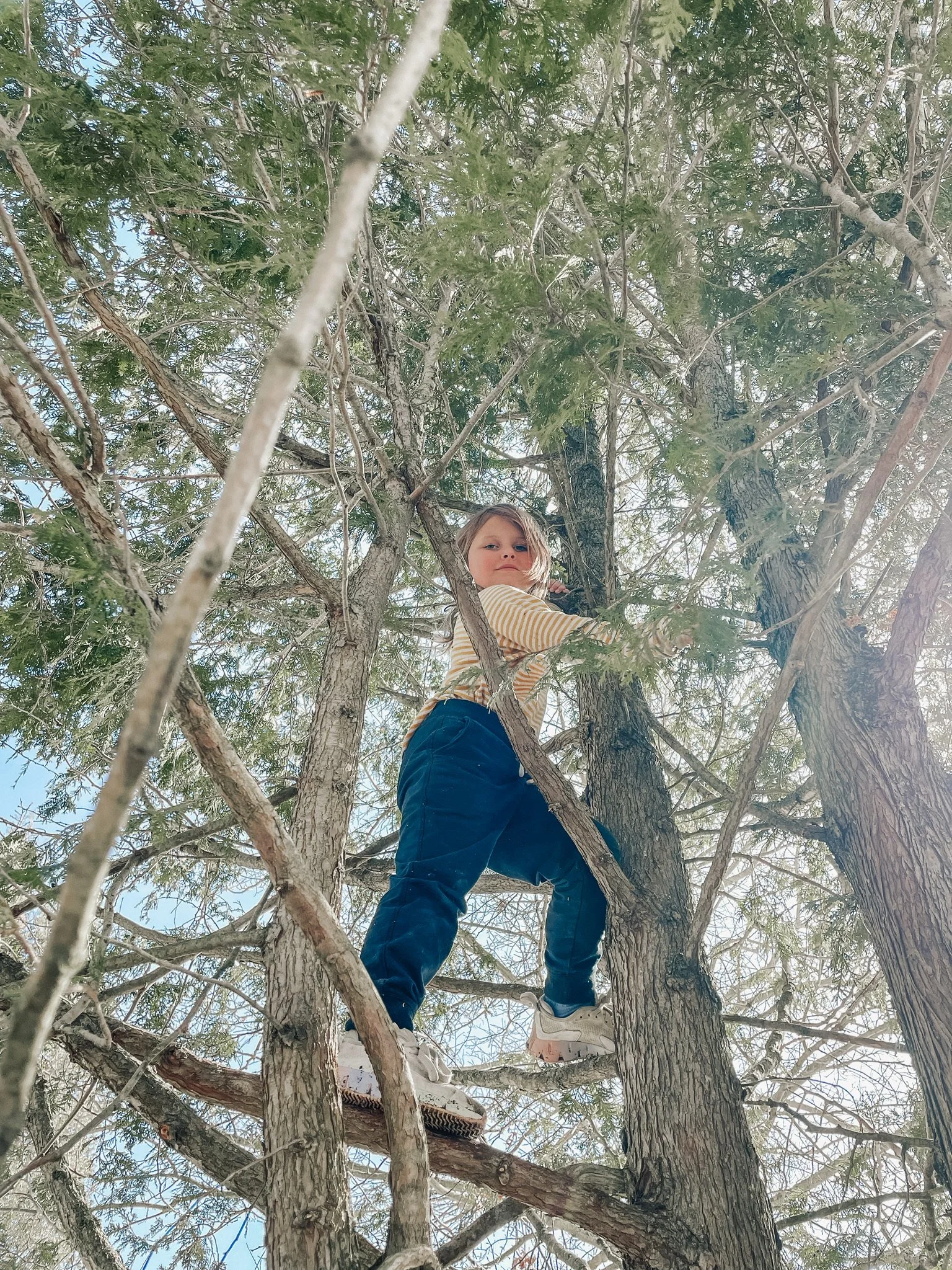A young girl climbing a tree with green leaves and multiple branches, looking down from a high position.