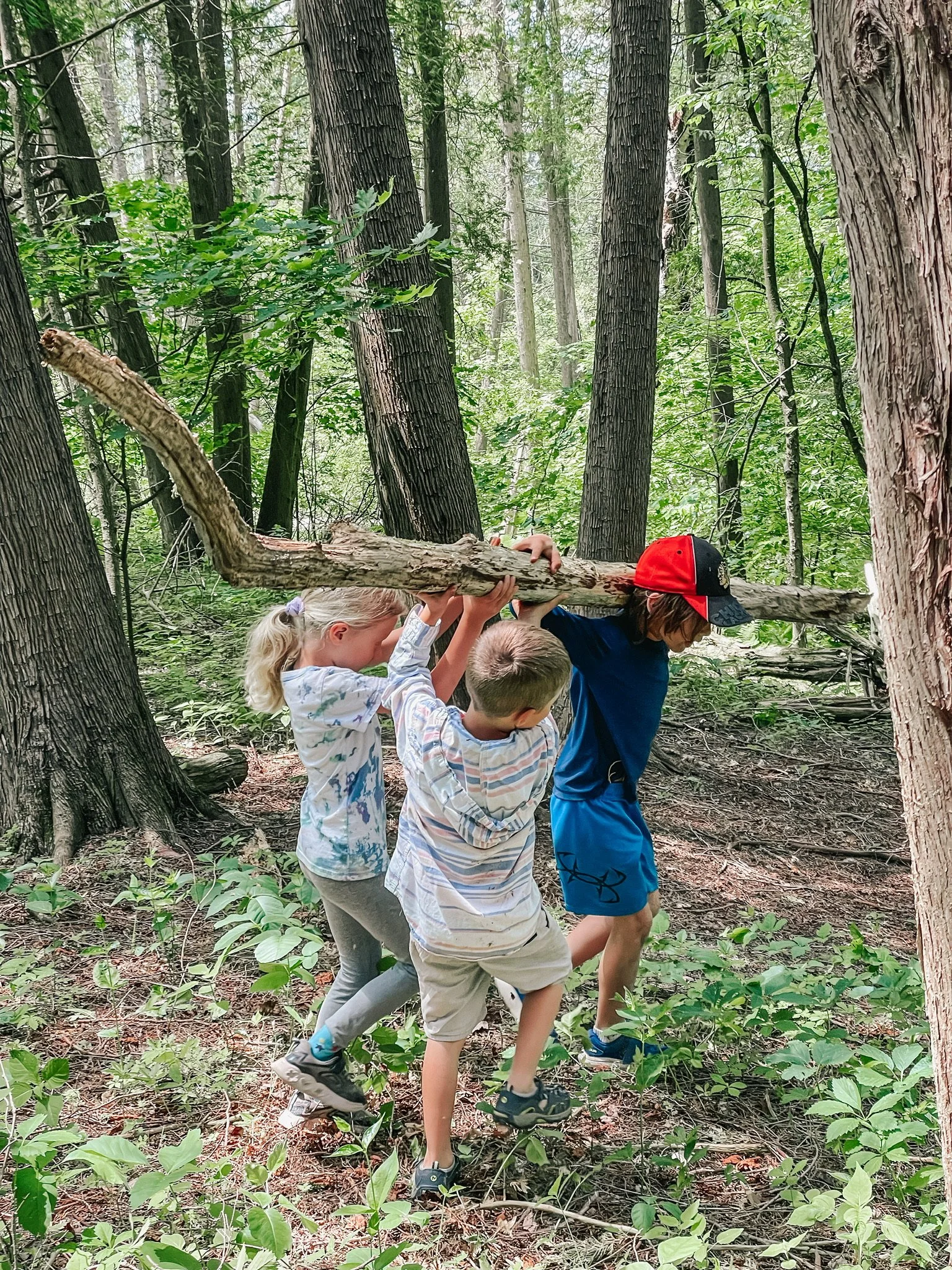 Three children, two boys and one girl, are working together to carry a large fallen tree branch through a wooded forest. The children are helping each other to hold the branch up as they walk over the forest floor.