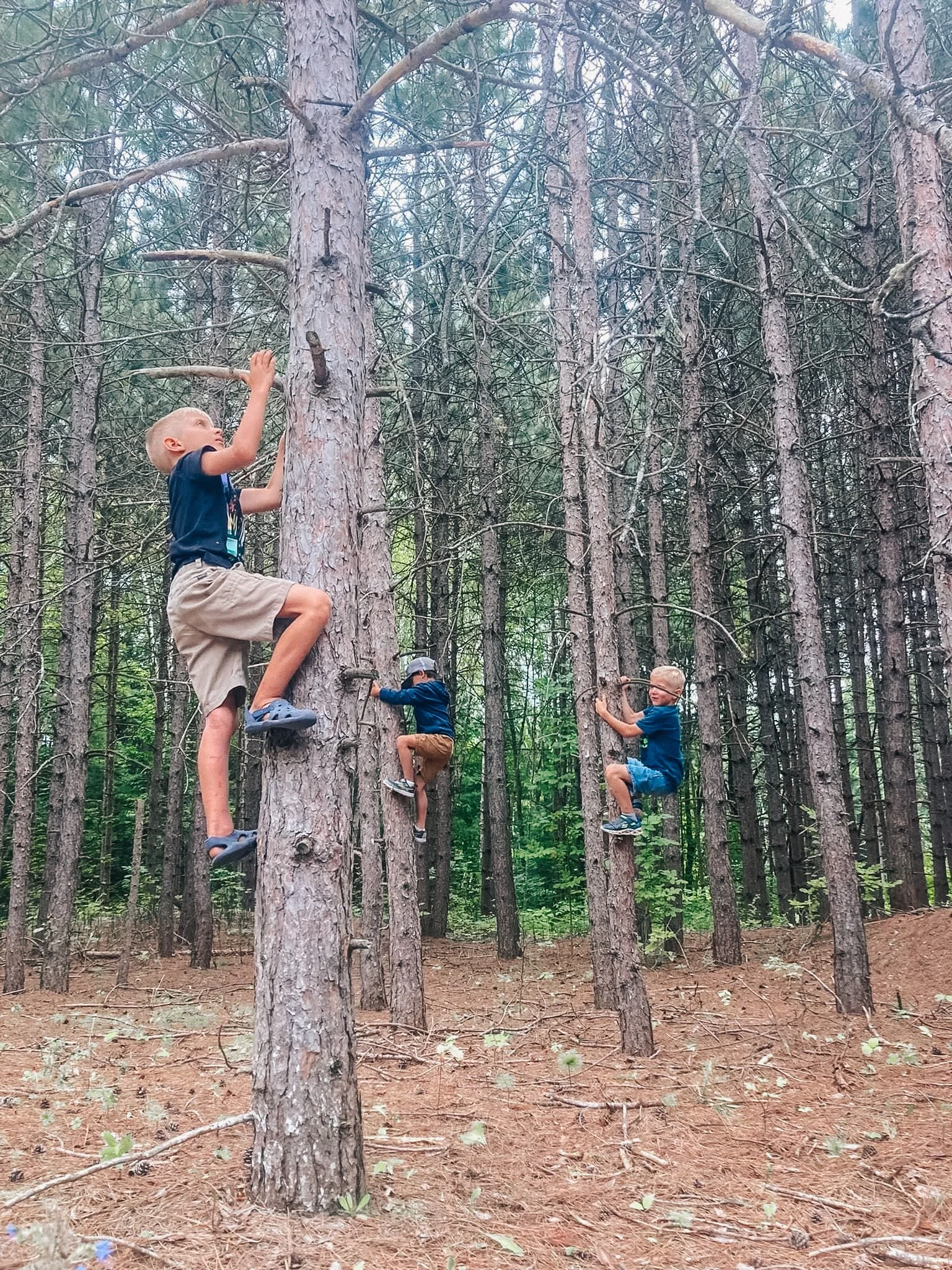 Three boys climbing trees in a wooded forest area.