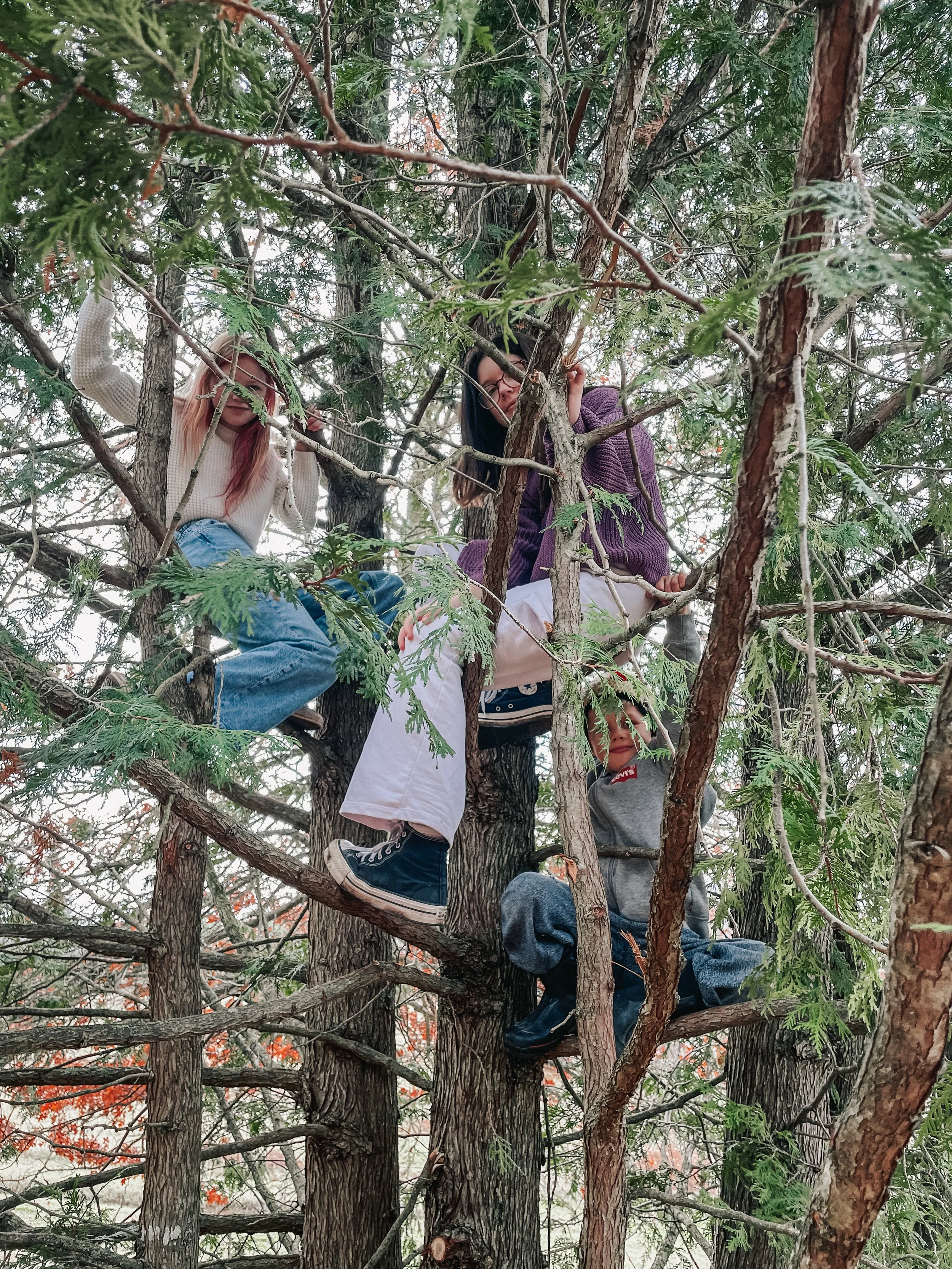Three people are climbing and sitting in a tree surrounded by green leaves, with one person halfway up and two sitting on branches.