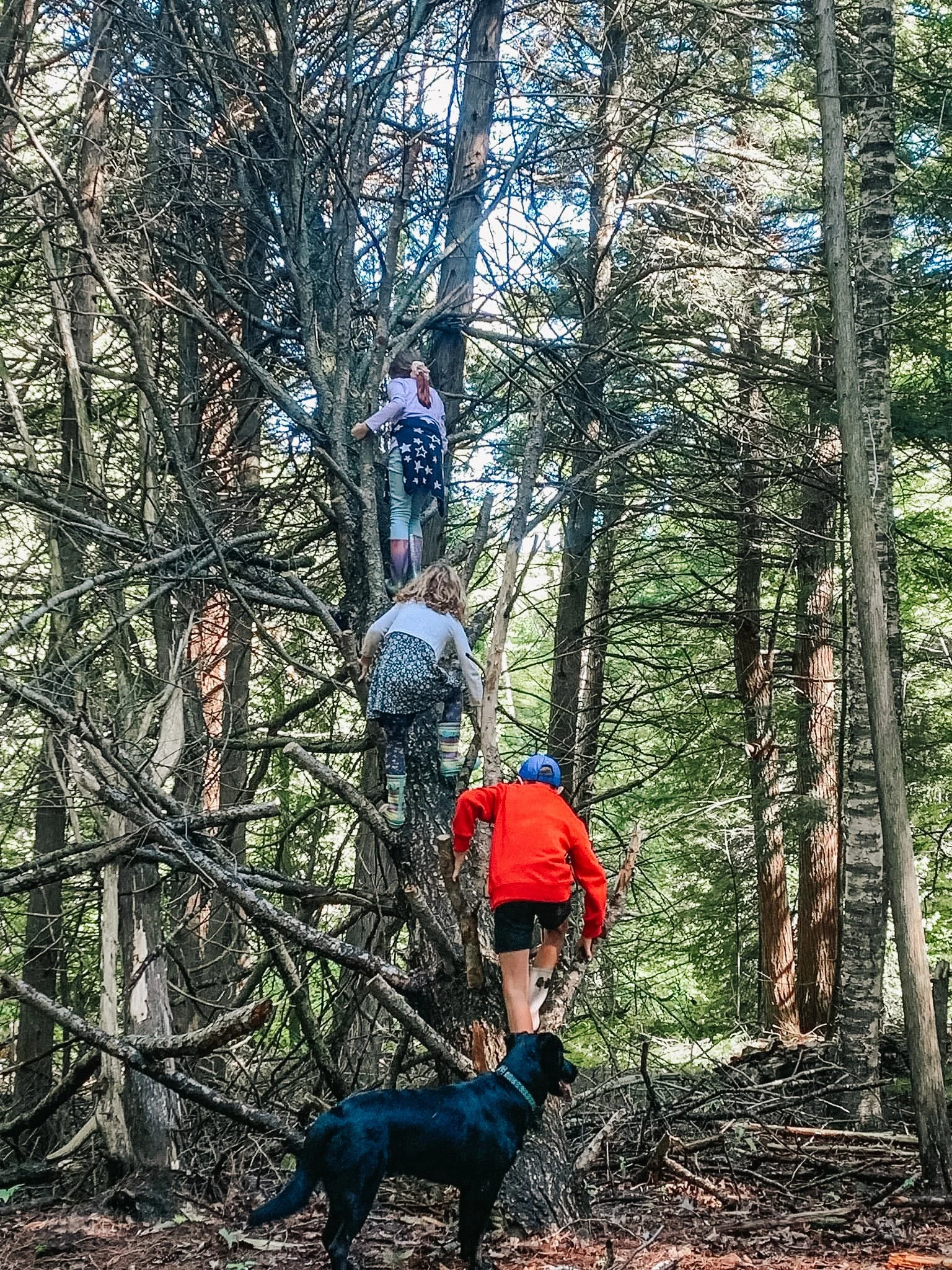 Three children and a dog climbing a large tree in a forest with green leaves and sunlight filtering through.