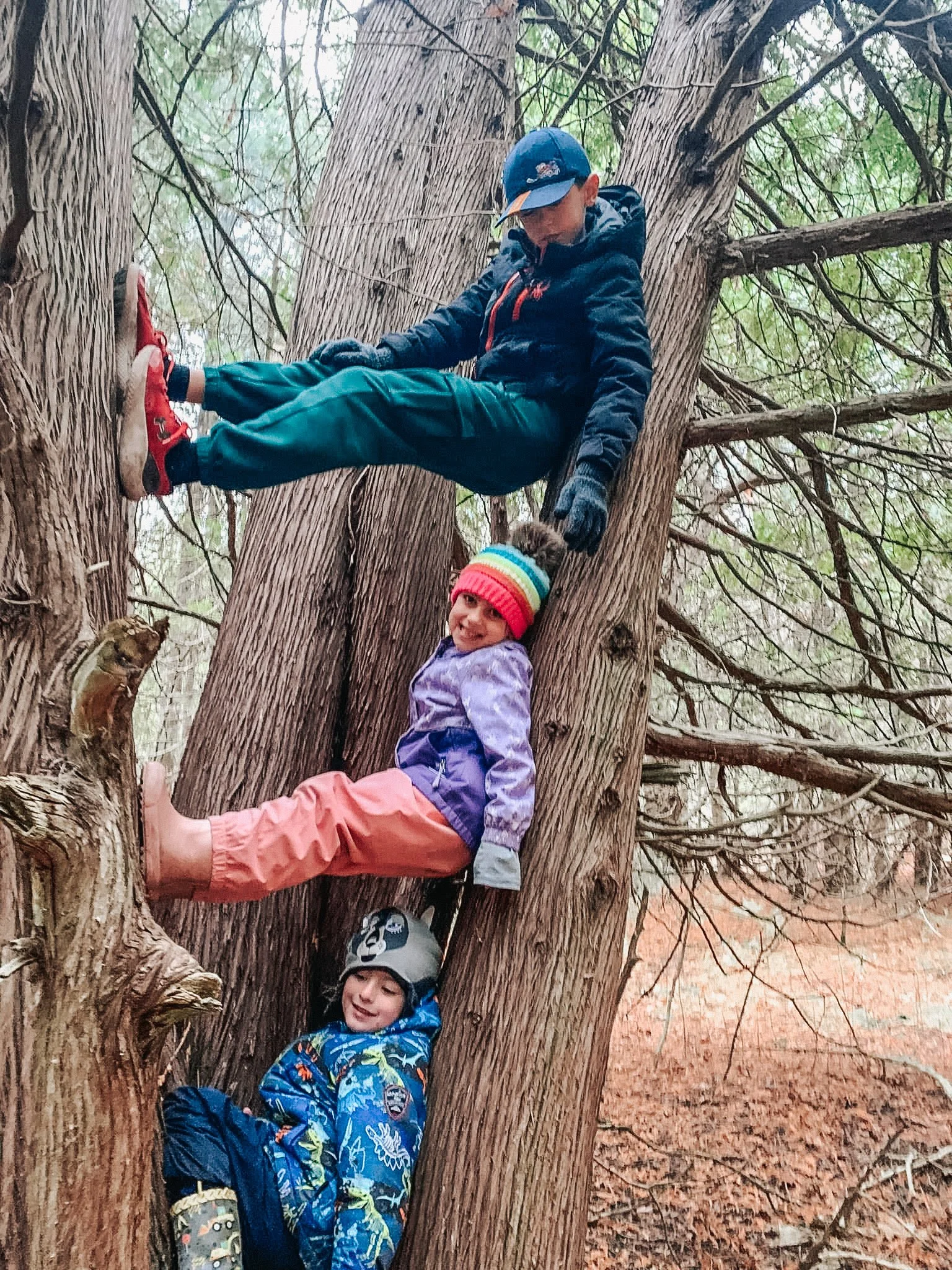 Three children climbing a tree outdoors in a forested area.