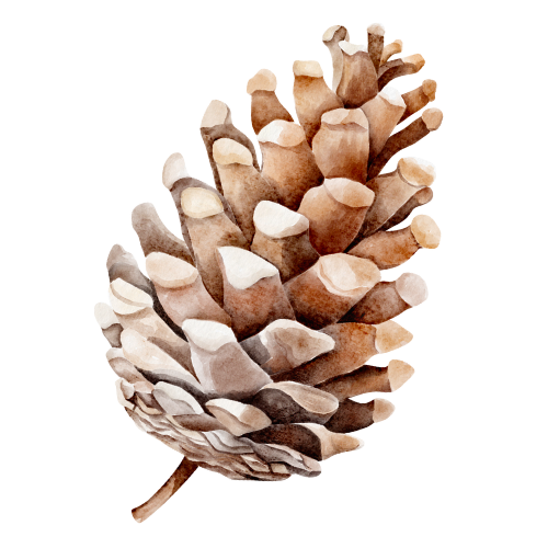Close-up of a pine cone with a small part of its branch visible at the bottom