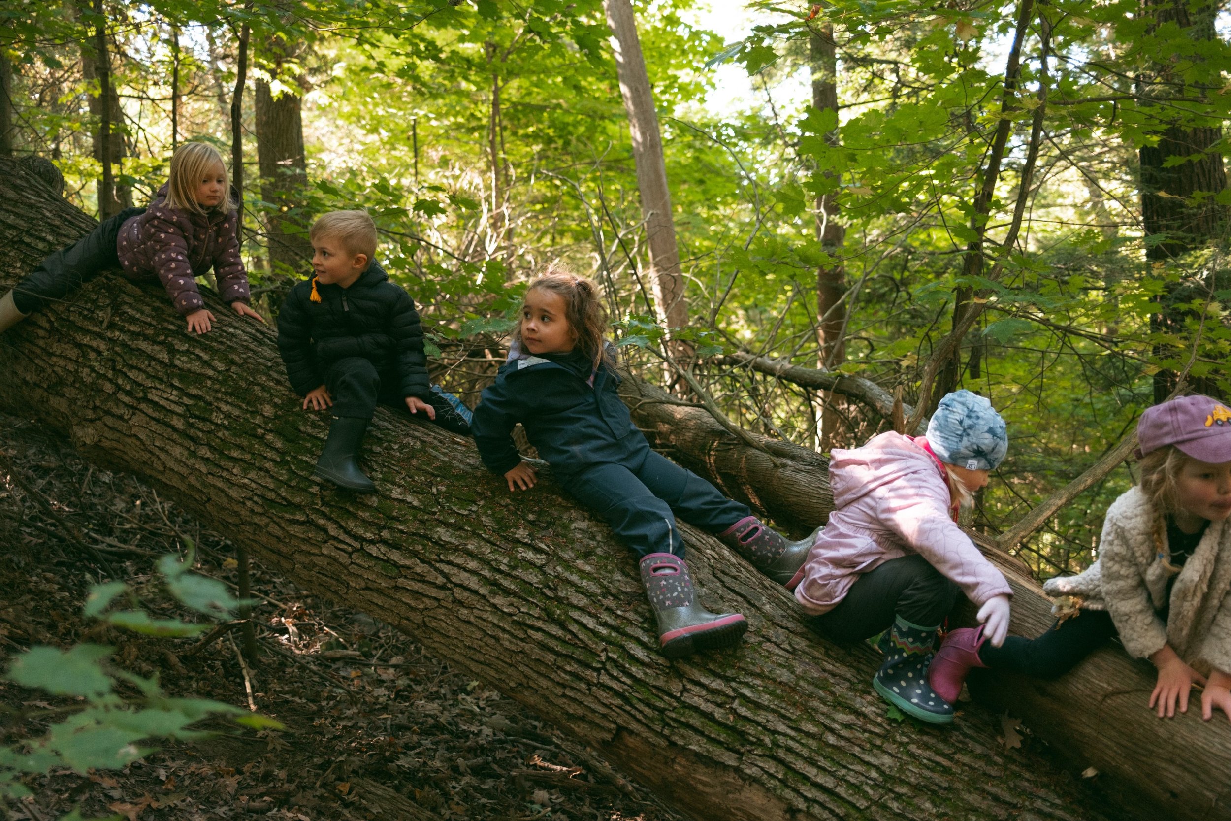 Five children climbing on a fallen tree in a dense green forest.