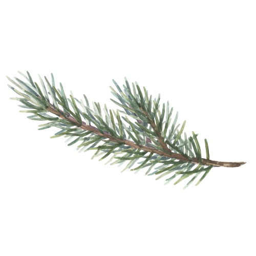 A close-up of a pine branch with green needles.