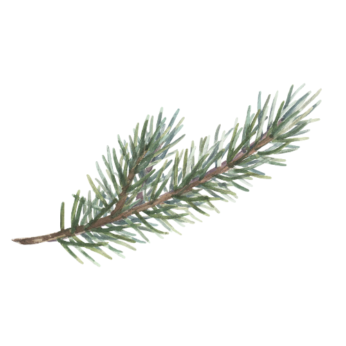 A pine tree branch with green needles.