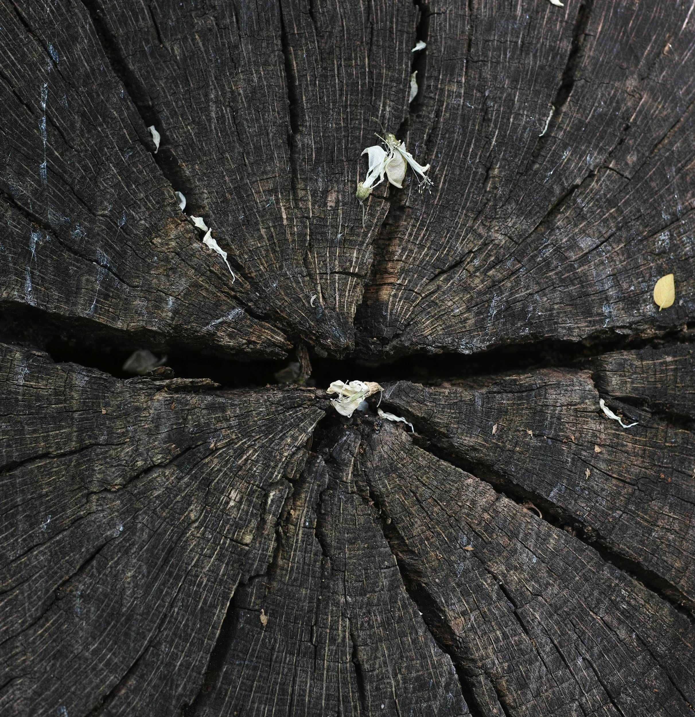 Close-up of a weathered, dark, wooden surface with deep cracks.