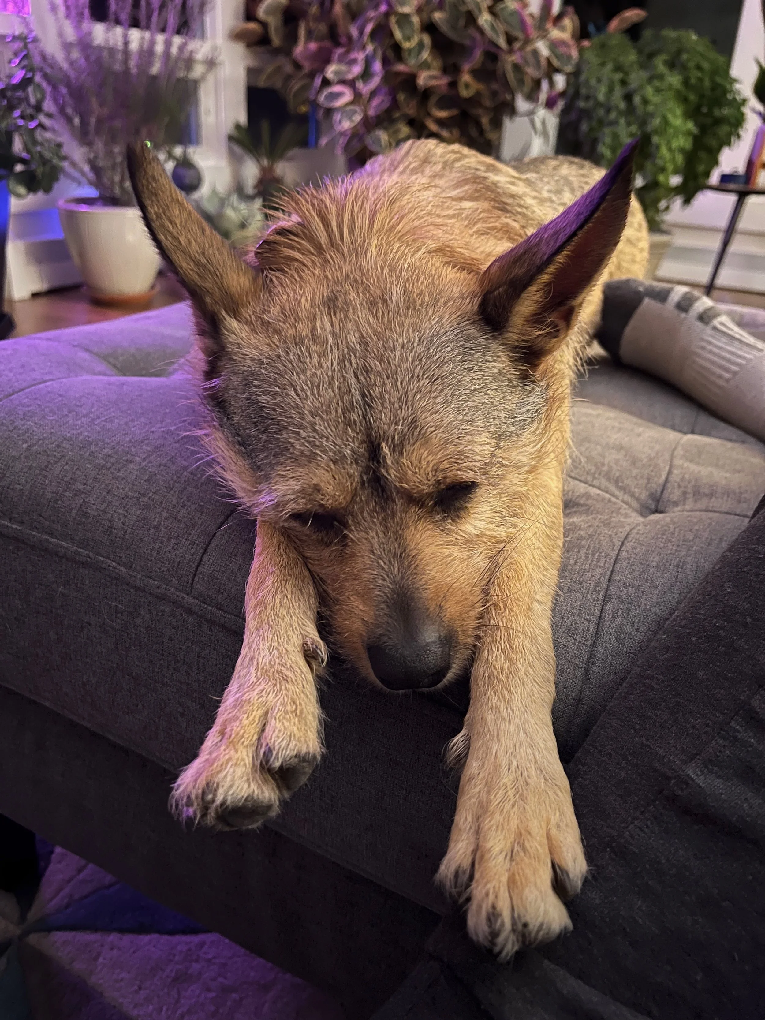 Terrier relaxed on a gray tufted sofa with plants in the background