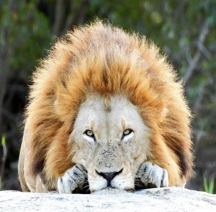 PCM lion from Sabi Sands