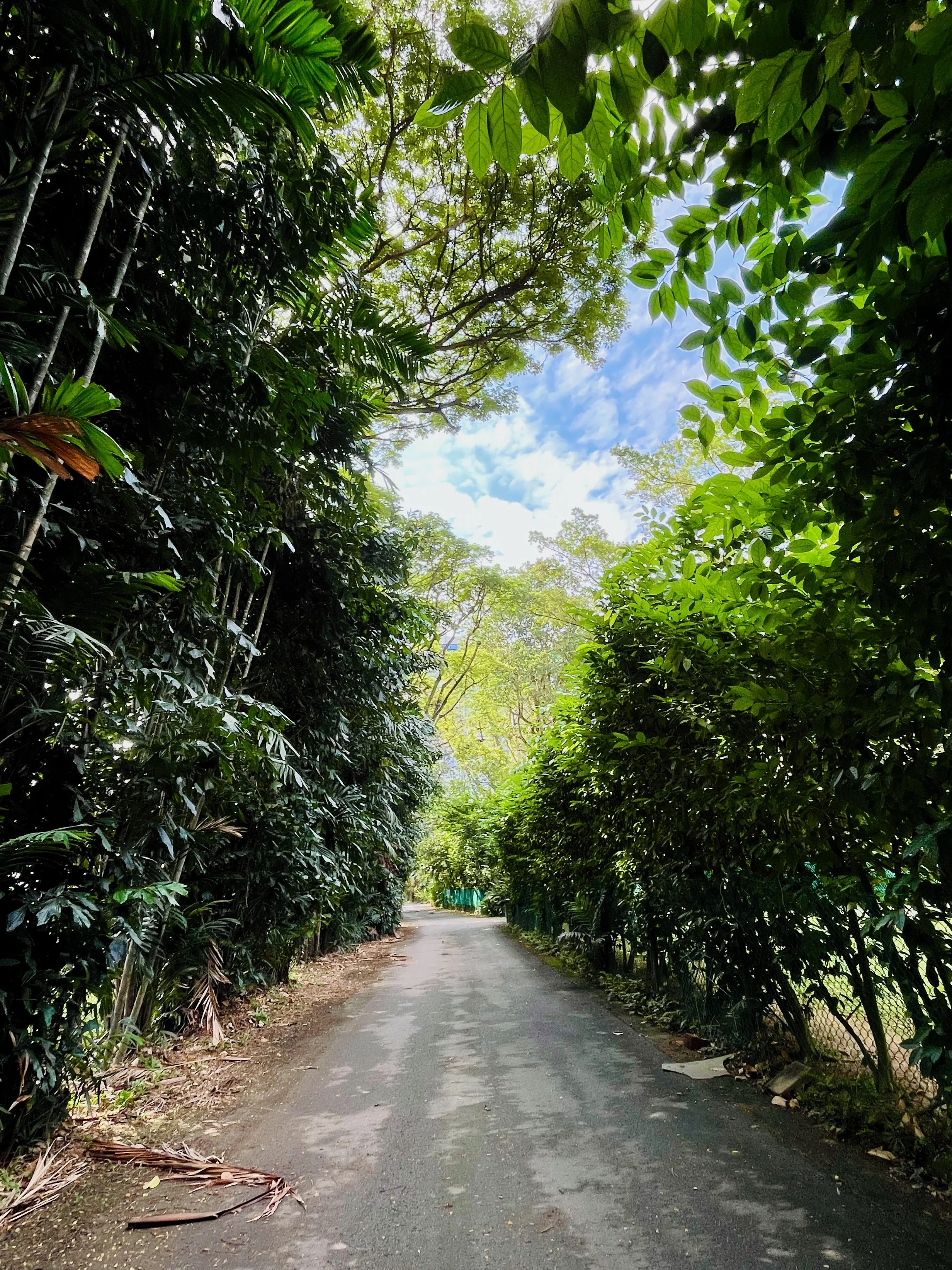 Holland Road, Singapore
