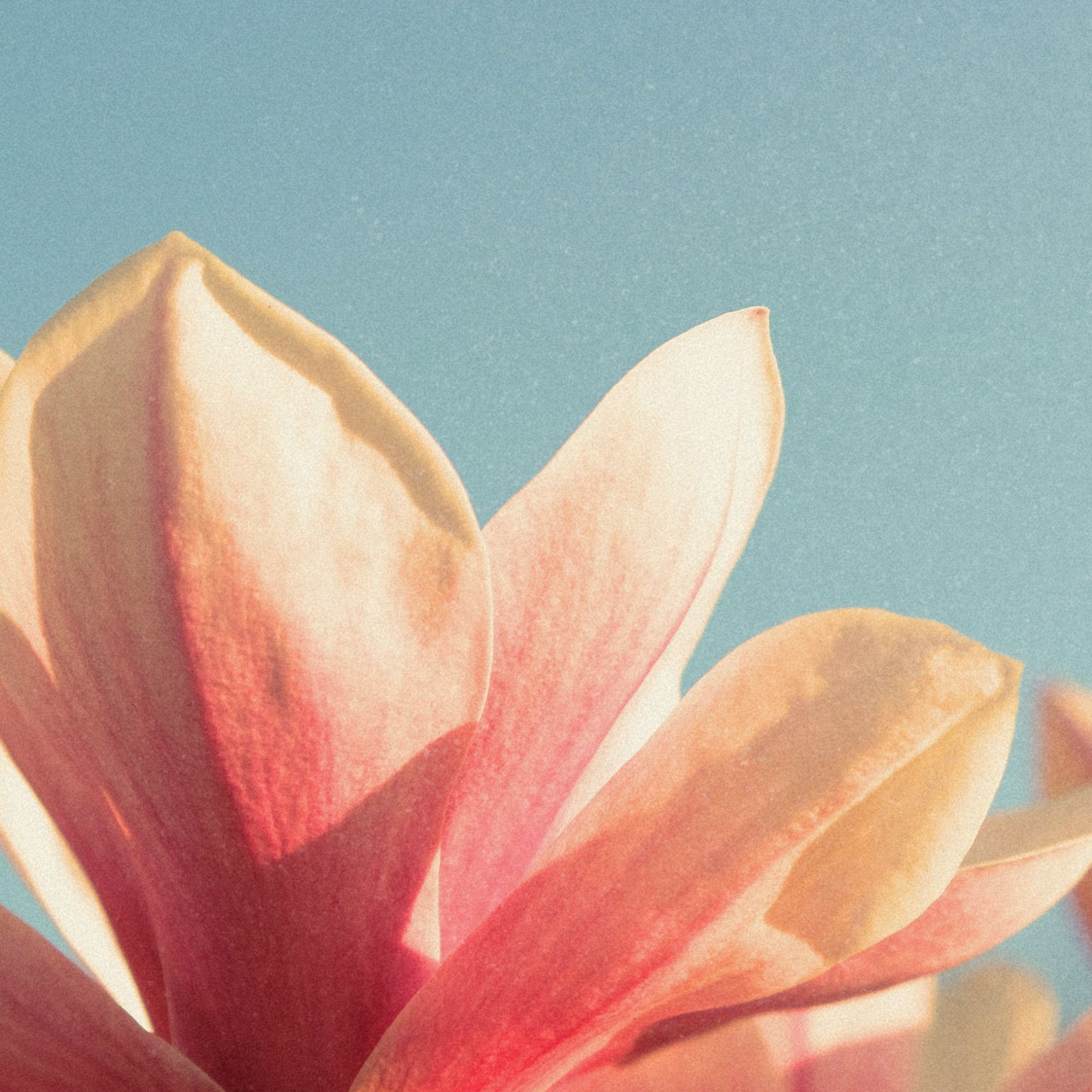 Close-up of a pinkish-orange flower with petals against a blue sky background.