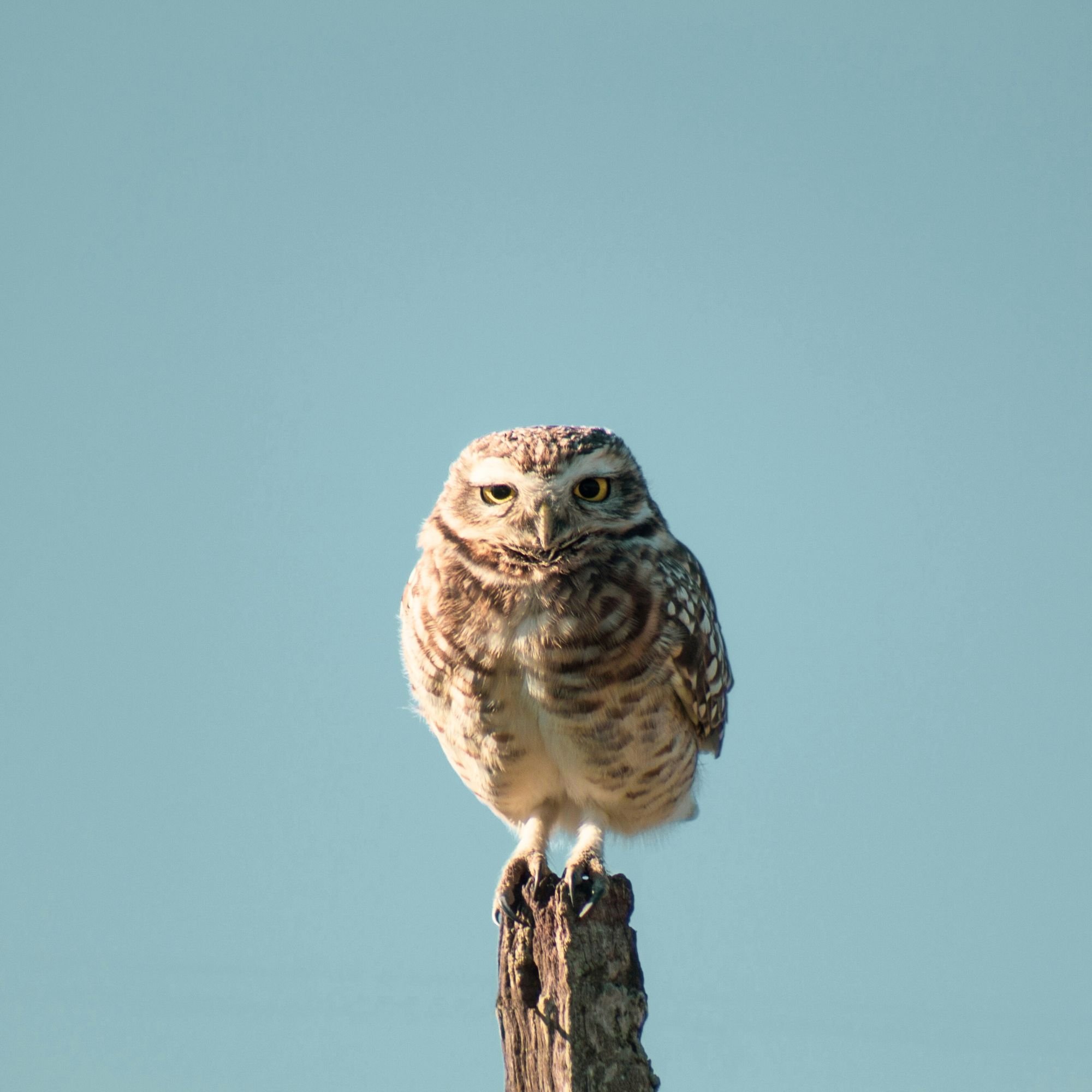 An owl perched on top of a weathered wooden post against a clear blue sky.