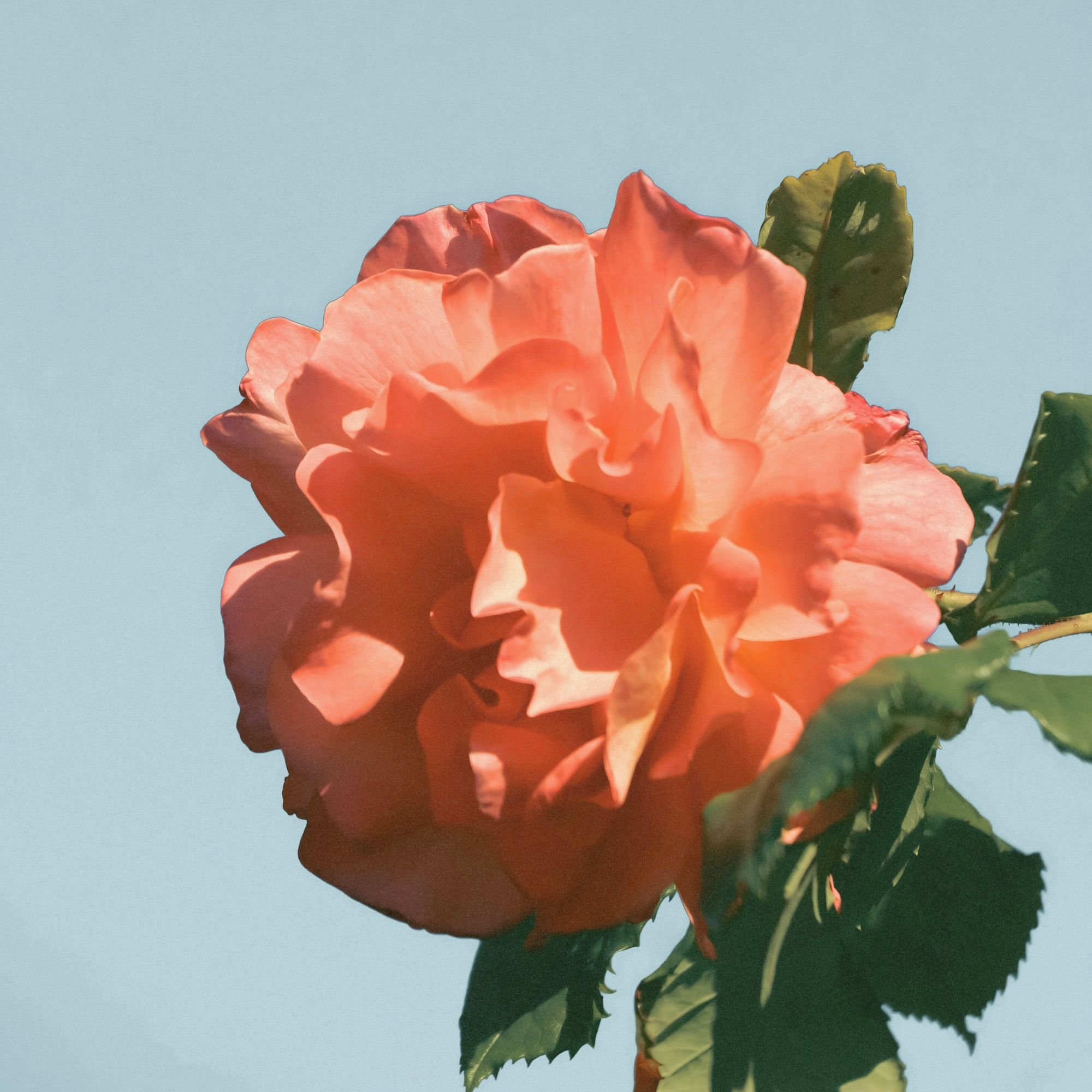 Close-up of an orange rose flower with green leaves against a light blue sky.