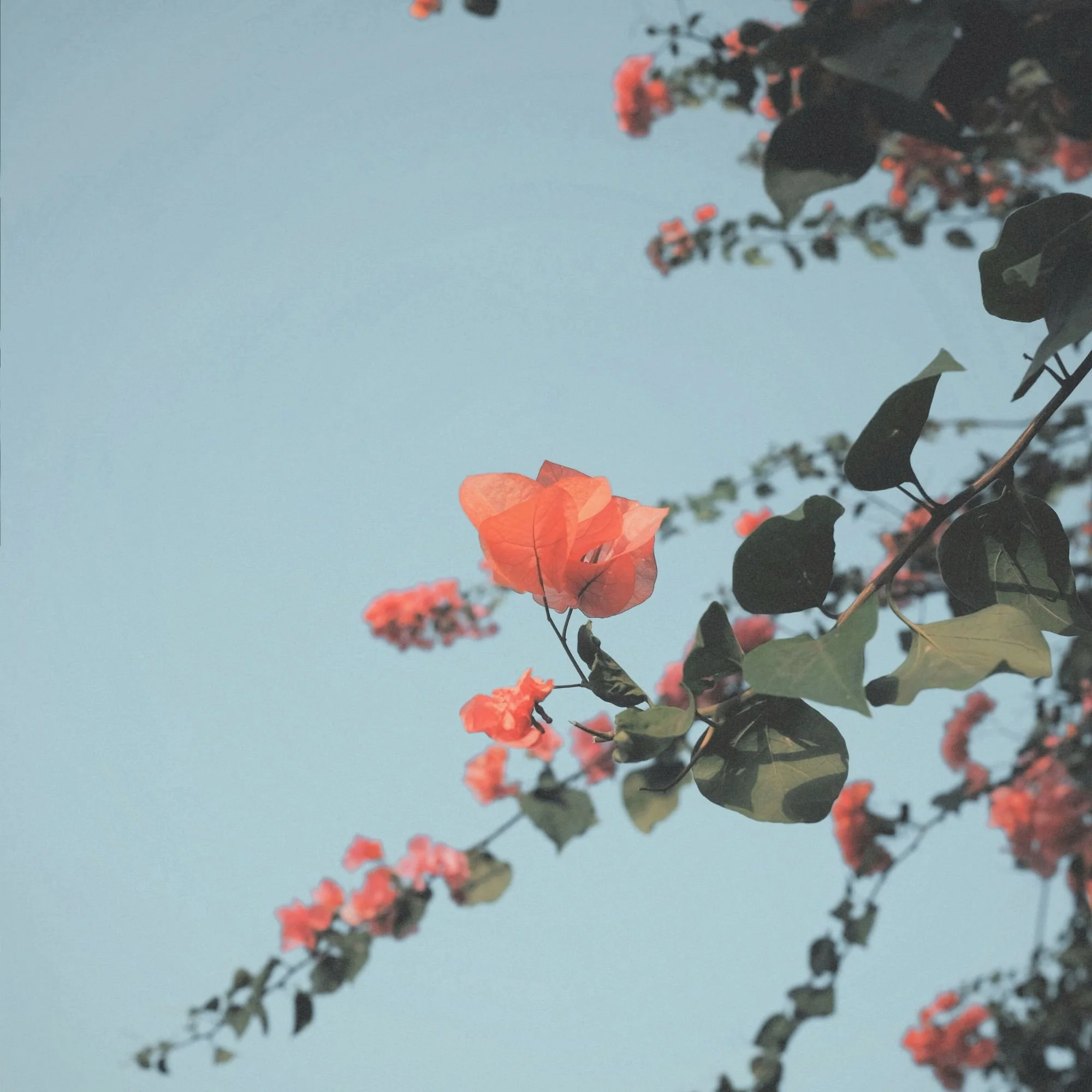 Pink flowers and green leaves against a clear blue sky.