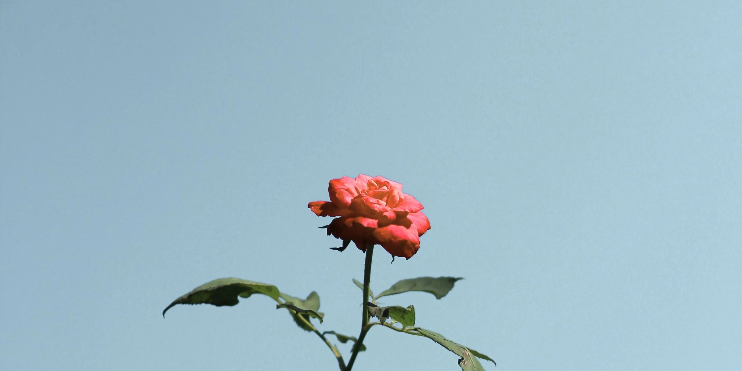A rose.