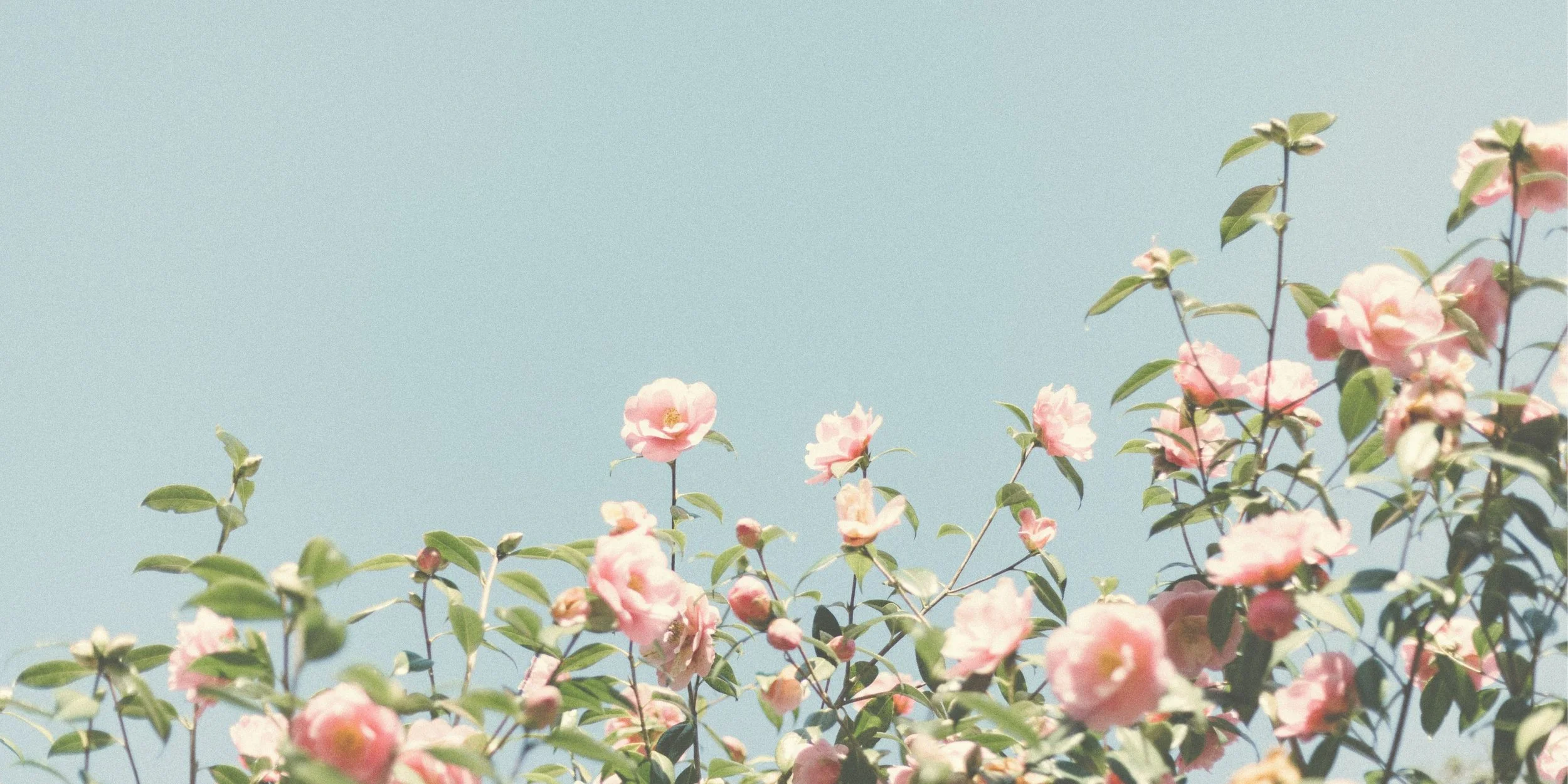 Pink flowers and green leaves on thin branches against a pale blue sky.