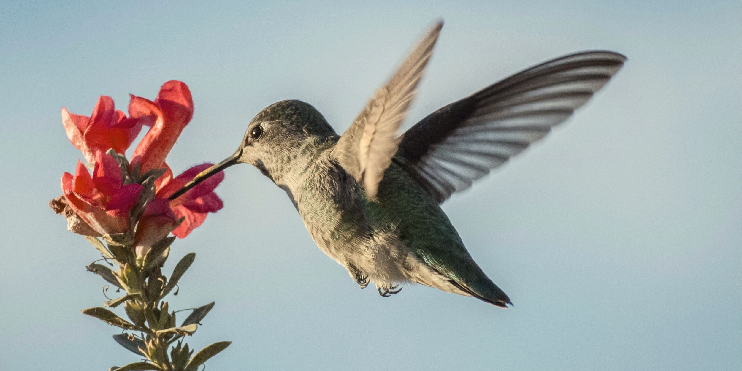 A hummingbird flying near a pink flower, with its beak inserted into the flower to drink nectar, against a clear blue sky background.