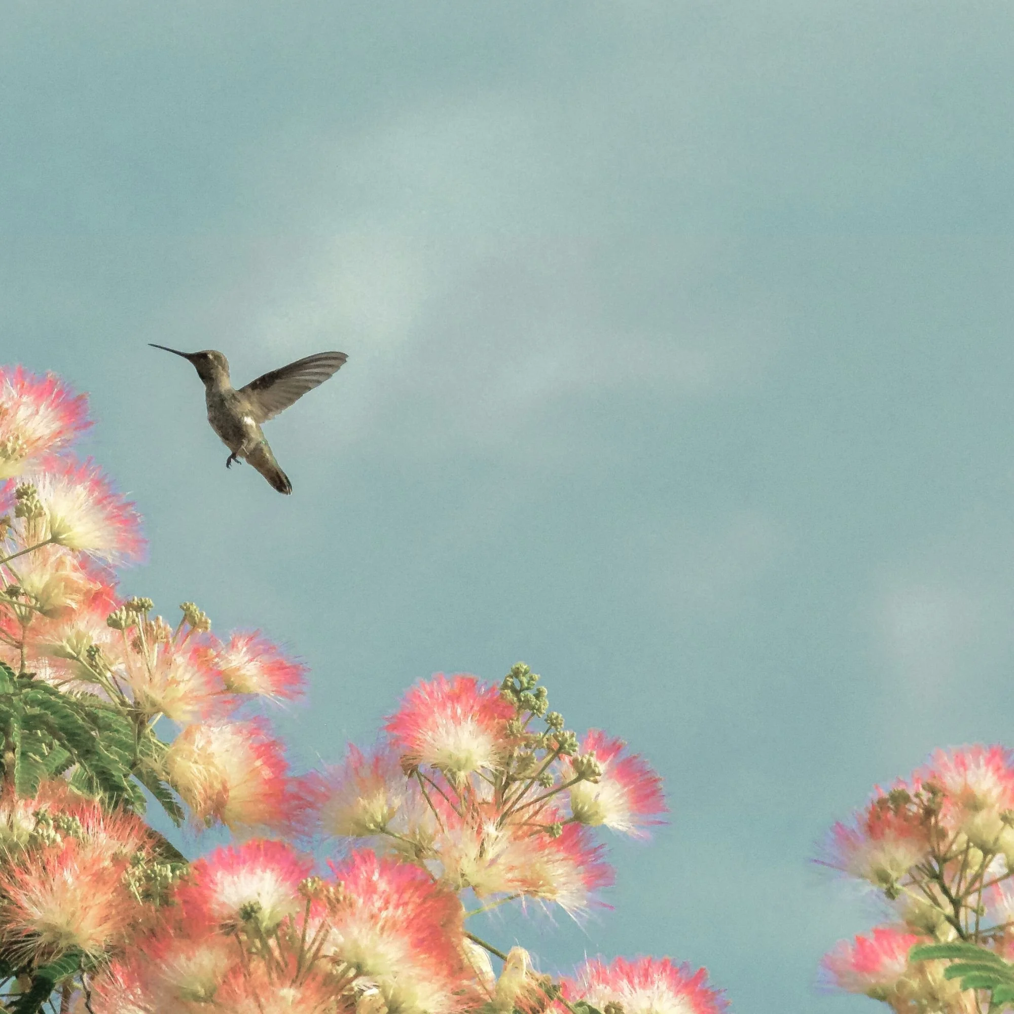 A hummingbird flying near pink and white fluffy flowers against a light blue sky.