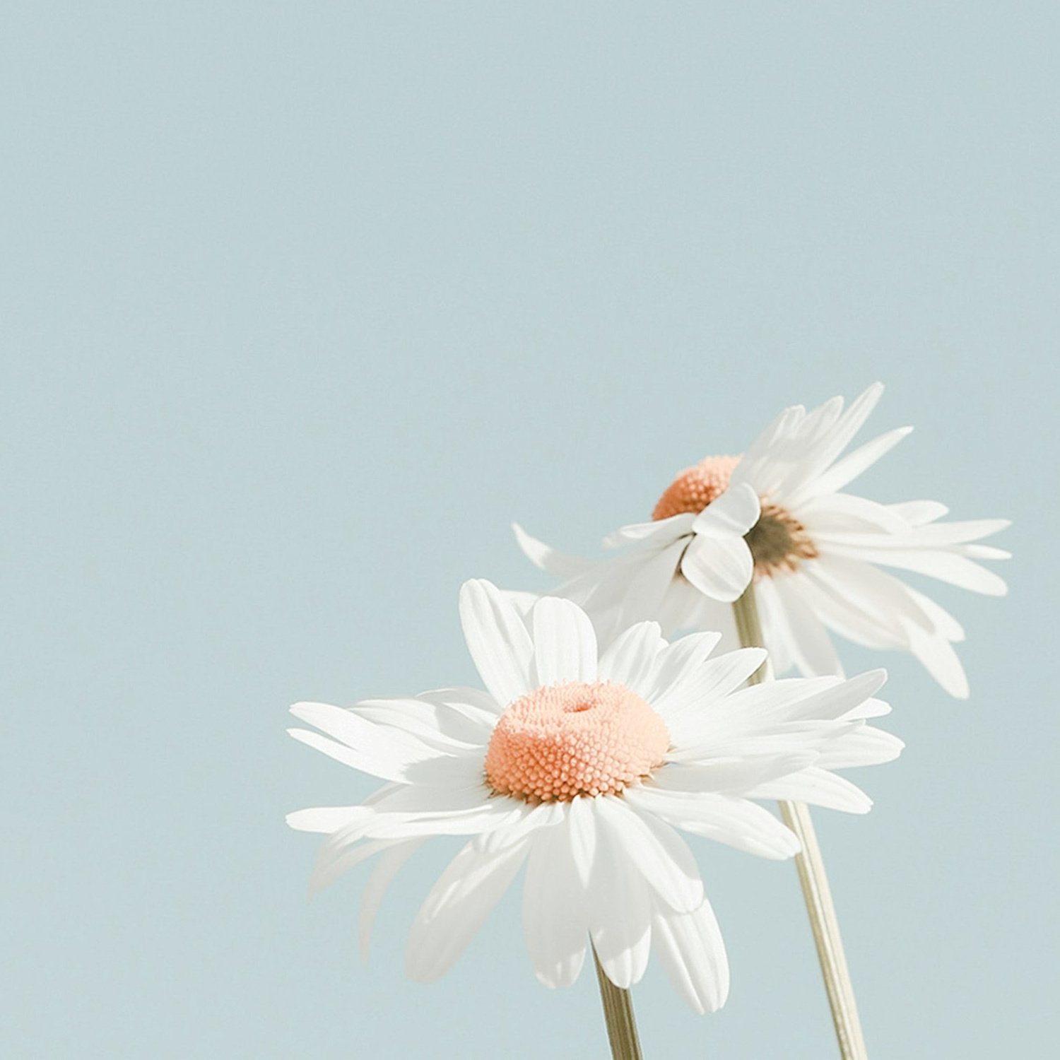 Two white daisies with pink centers against a light blue background.