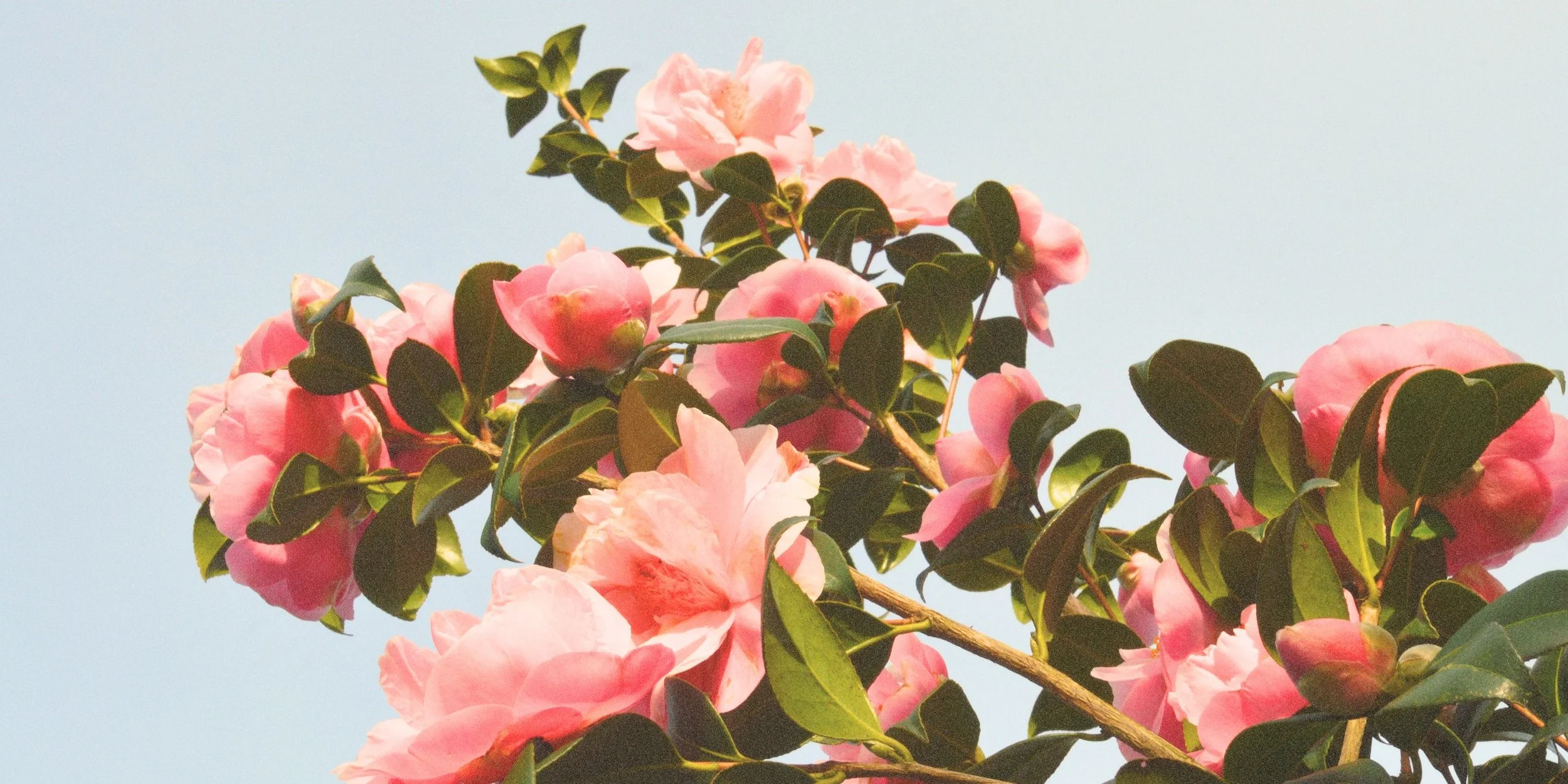 Pink camellia flowers on a branch with green leaves against a pale blue sky