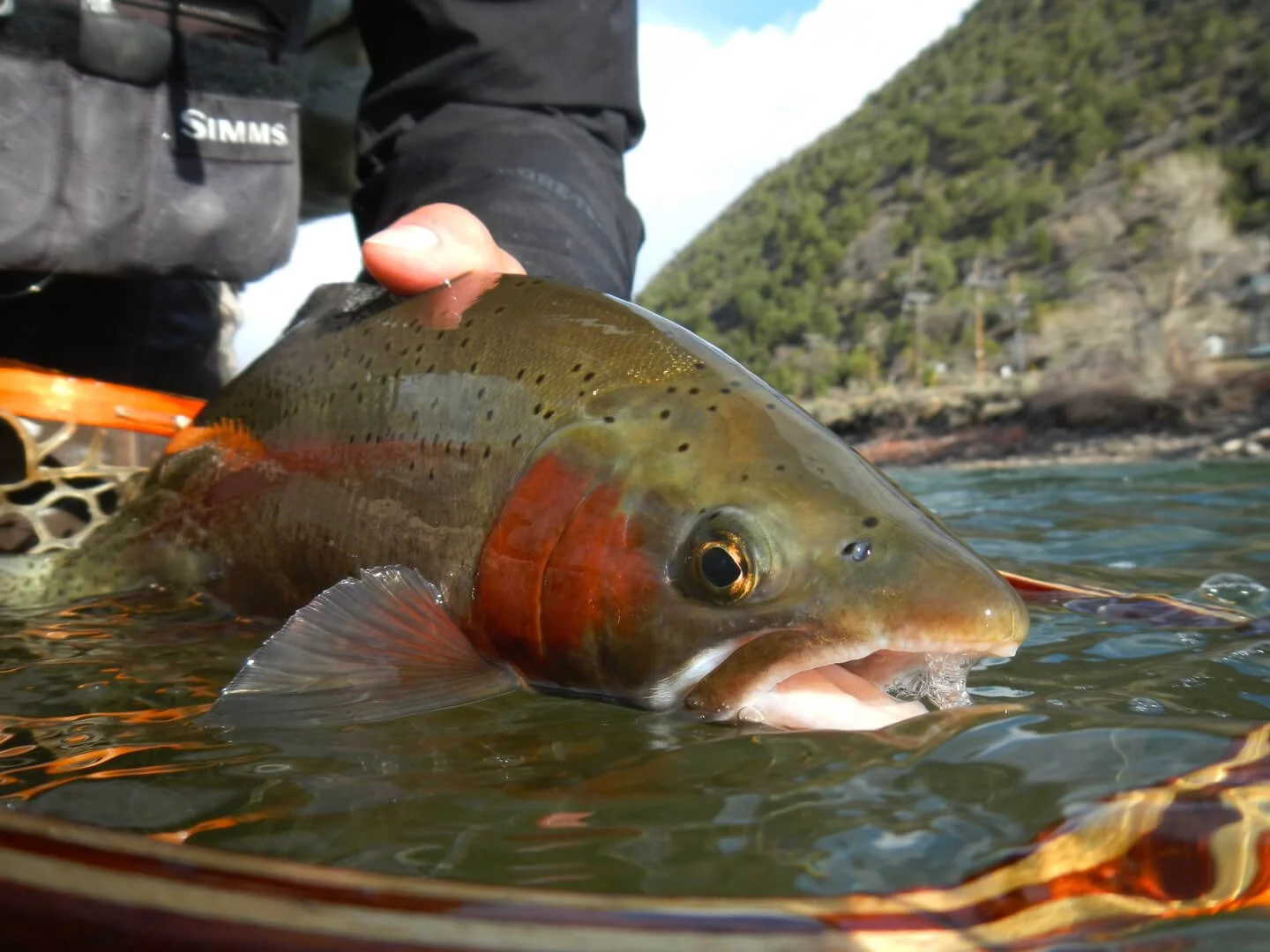 Colorado_River_Rainbow_Trout.jpg