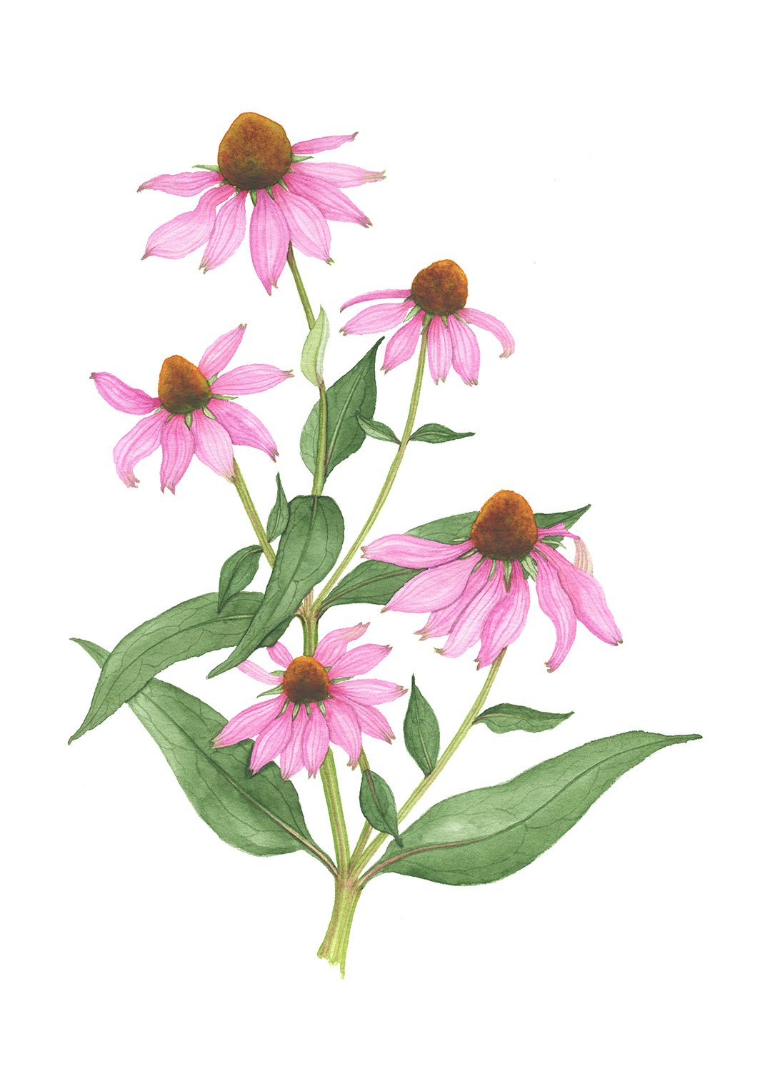 AnneButeraPurpleConeflowers.jpg