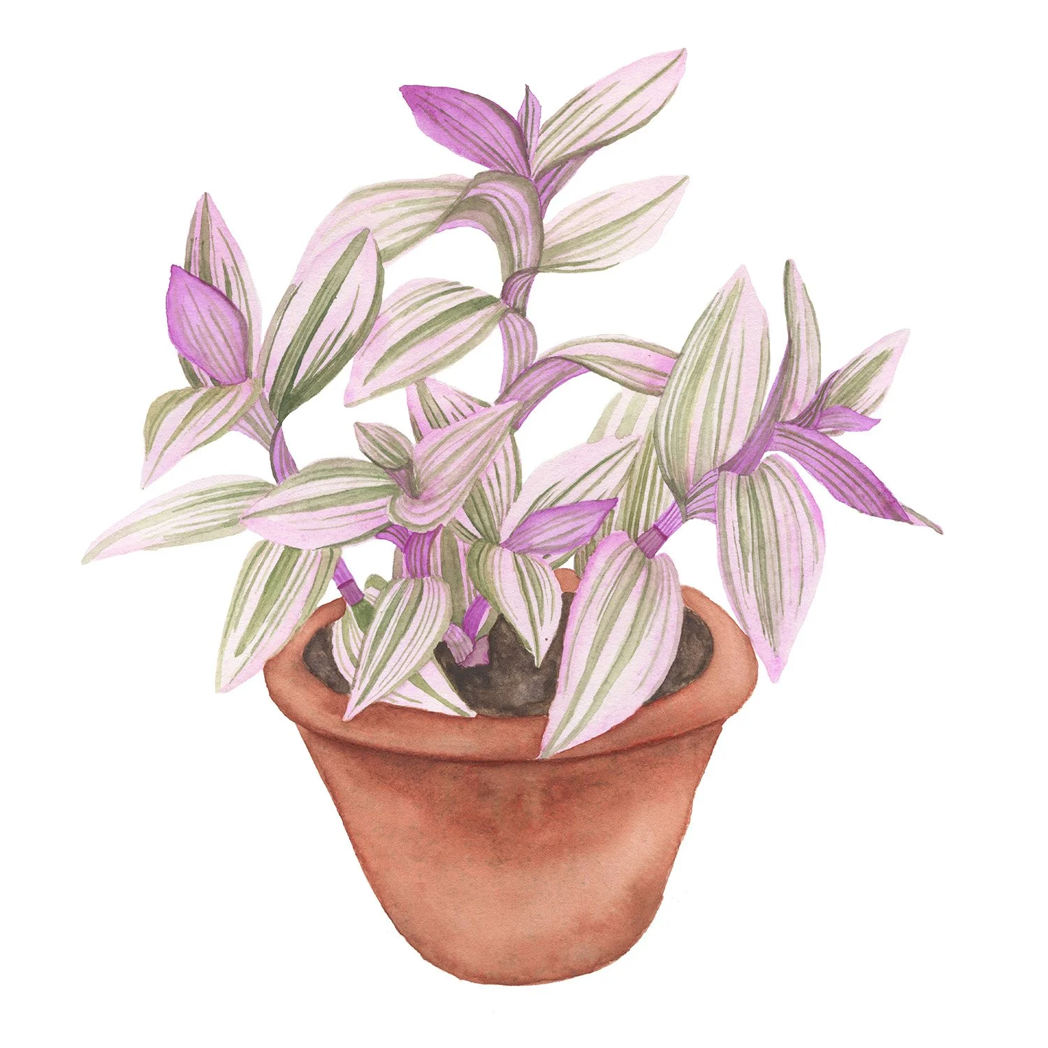 AnneButeraPinkTradescantia.jpg