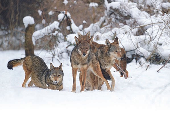 For The Love Of Wolves