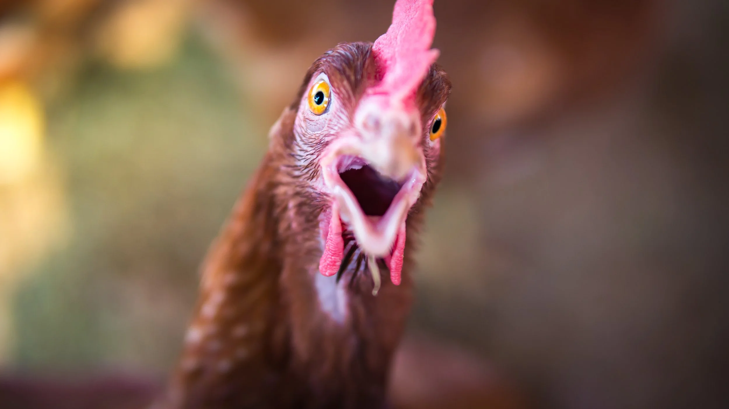 The Coop Connection