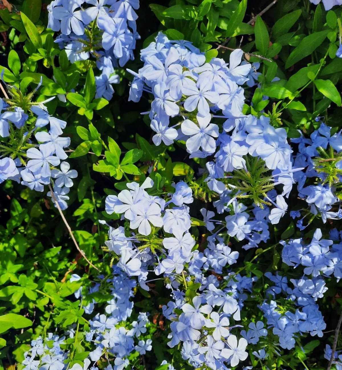 Plumbago