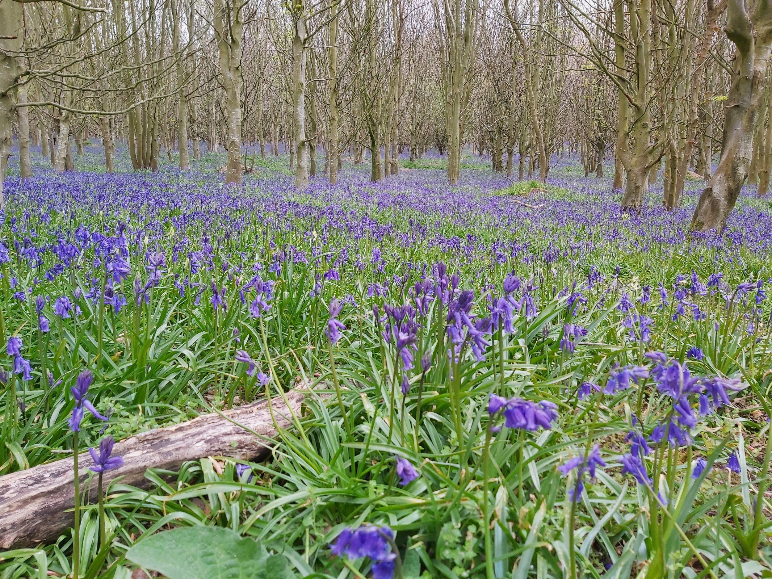 Bluebells