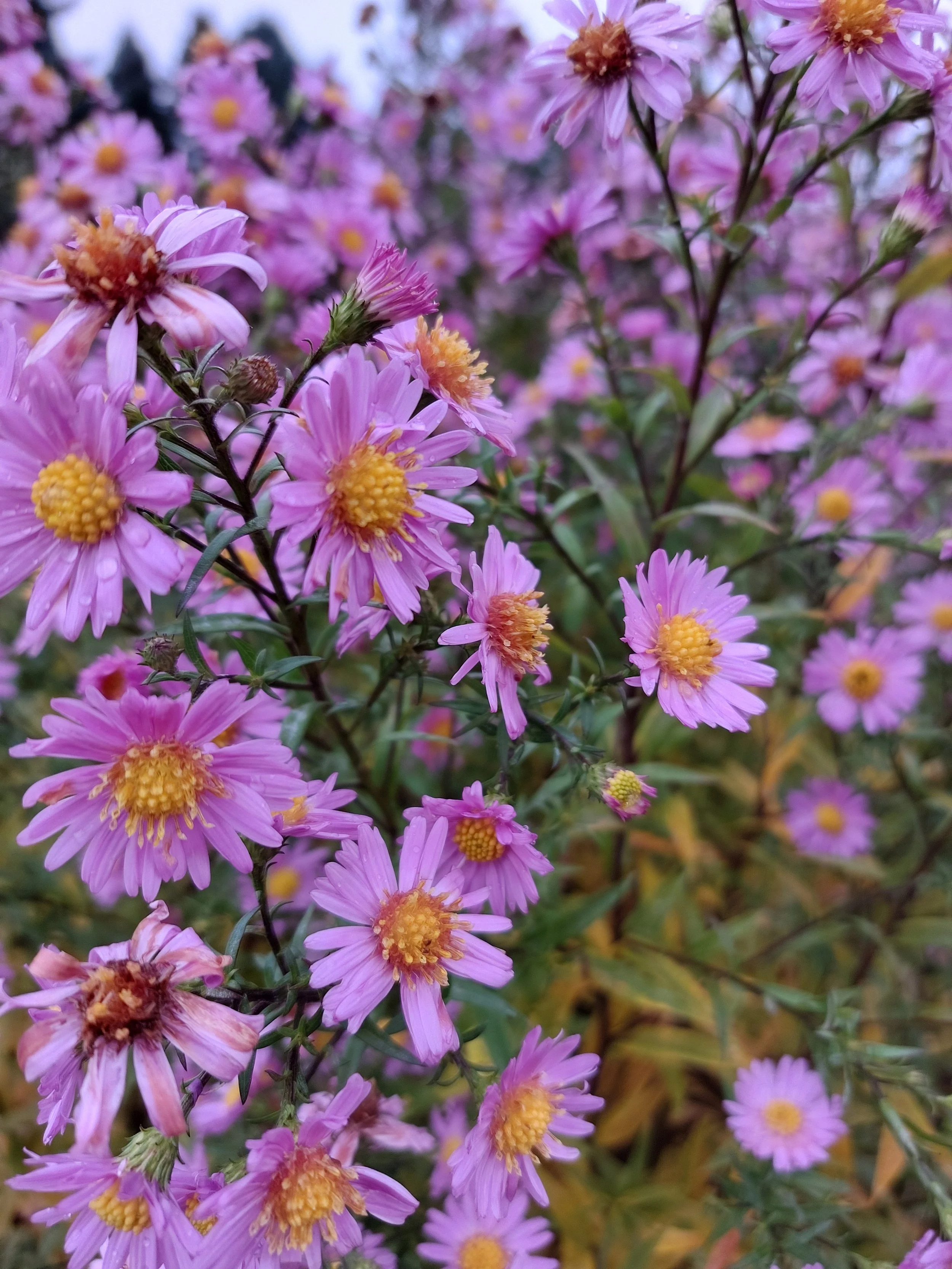 Asters