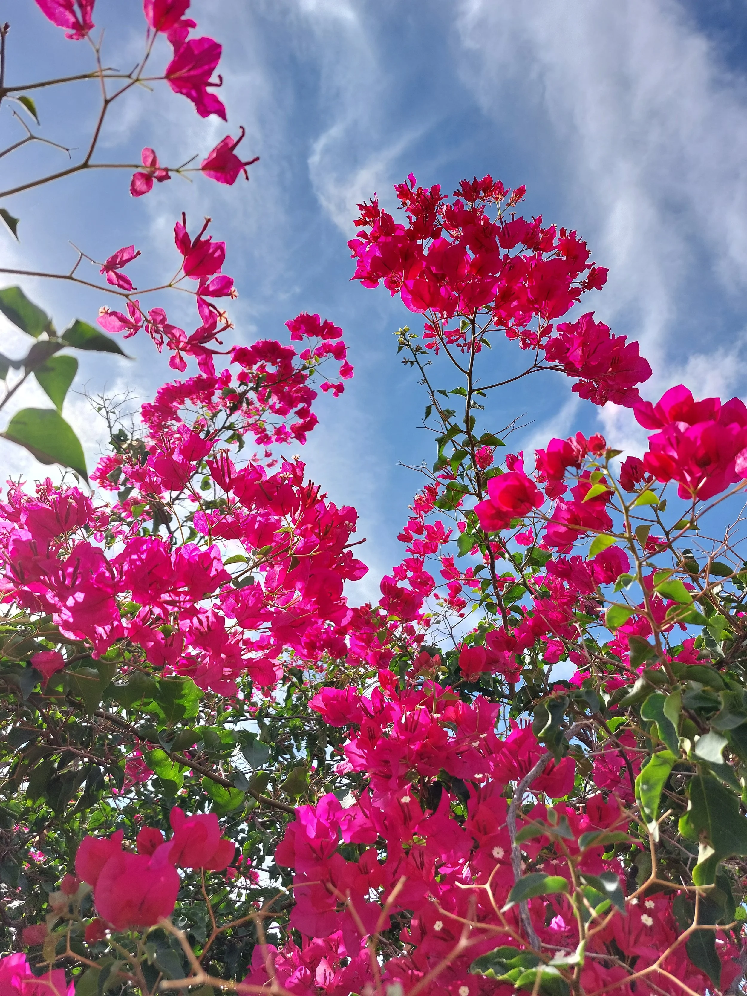 Bougainvillea