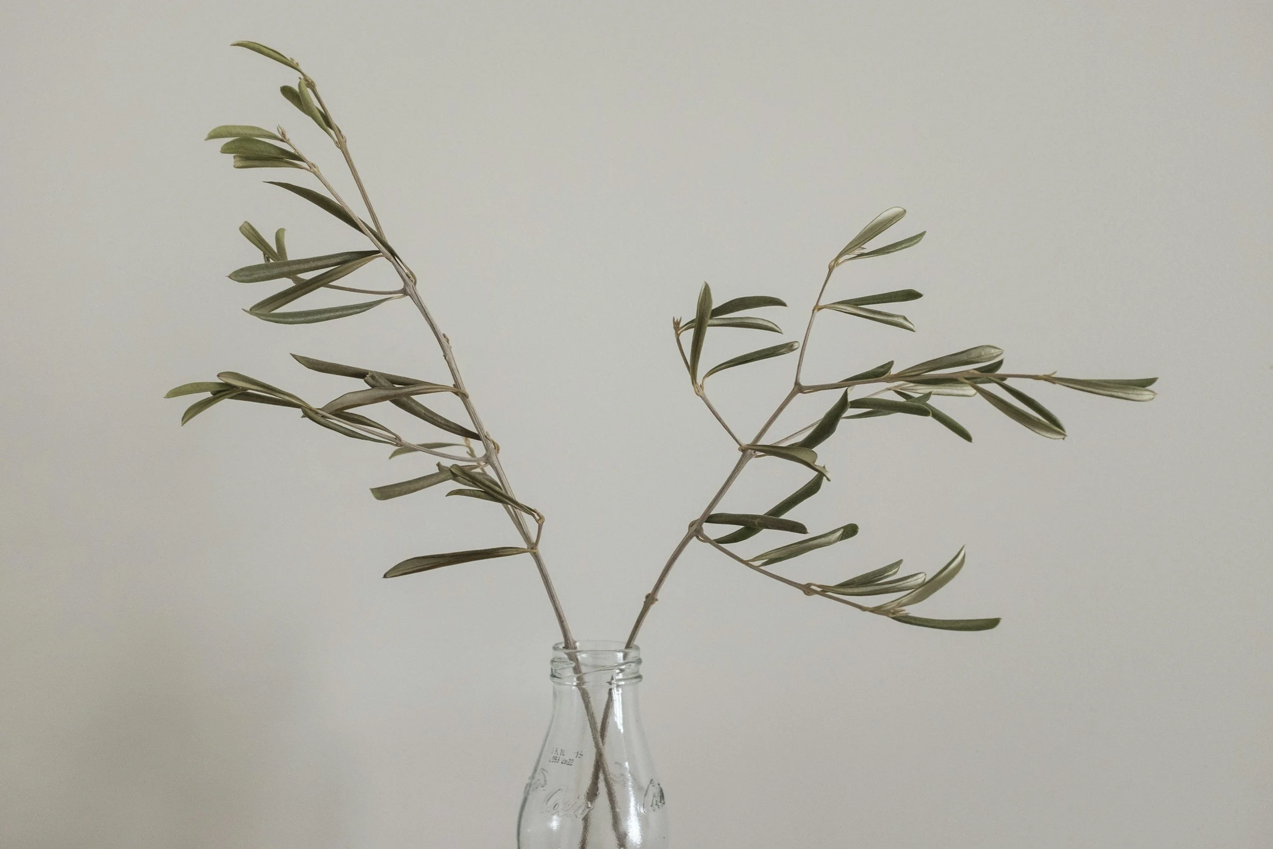 Two olive branches with green leaves in a clear glass bottle against a plain background.