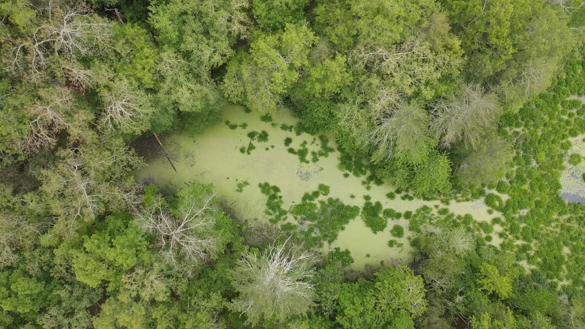 An aerial view of a swampy area in the Bashakill wilderness, surrounded by dense green trees, with some dead or leafless trees, and patches of green floating plants on the water surface.