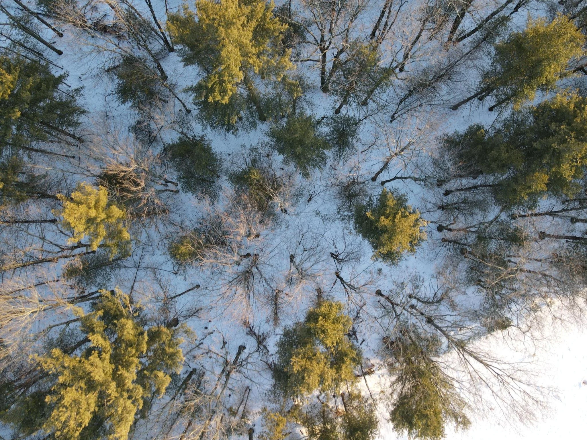 An aerial view of a winter forest with snow-covered ground and leafless and evergreen trees, some with yellow foliage.