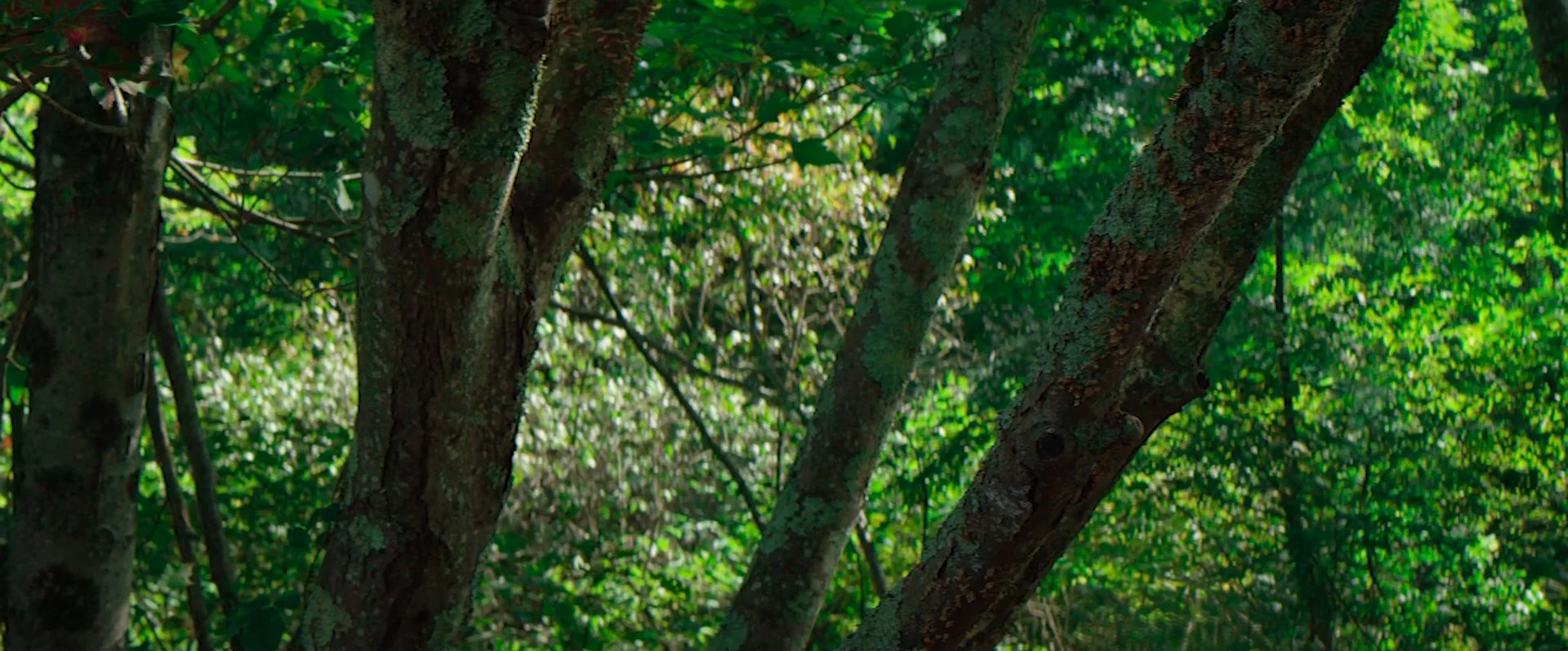 Sequence 02.00_00_05_03.Still009.jpg