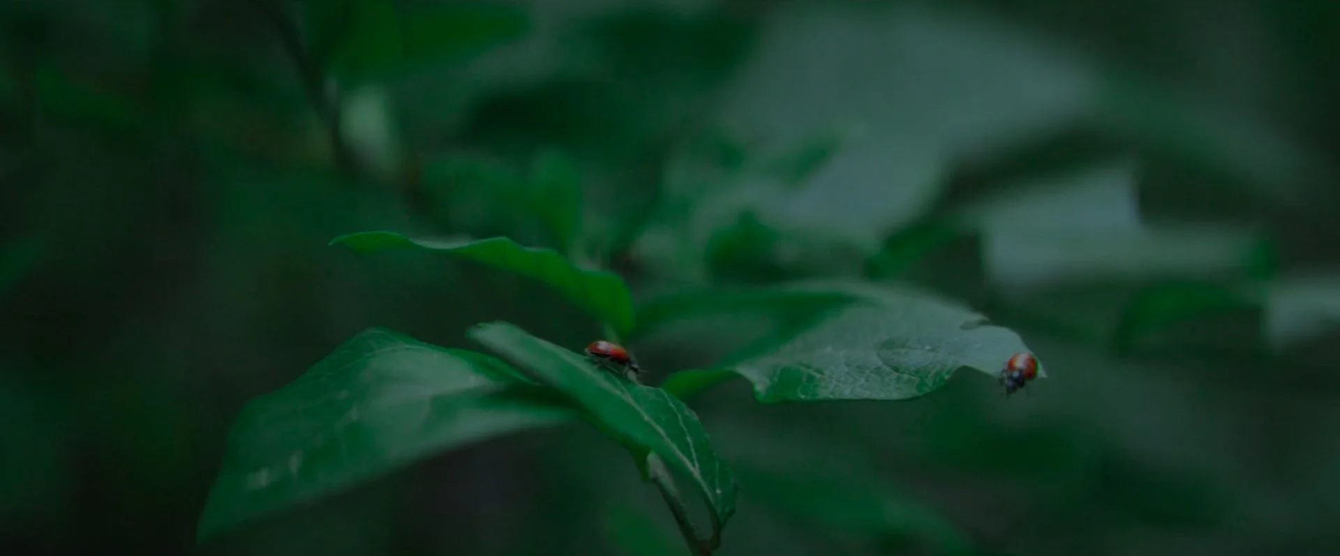 Sequence 02.00_01_59_02.Still010.jpg