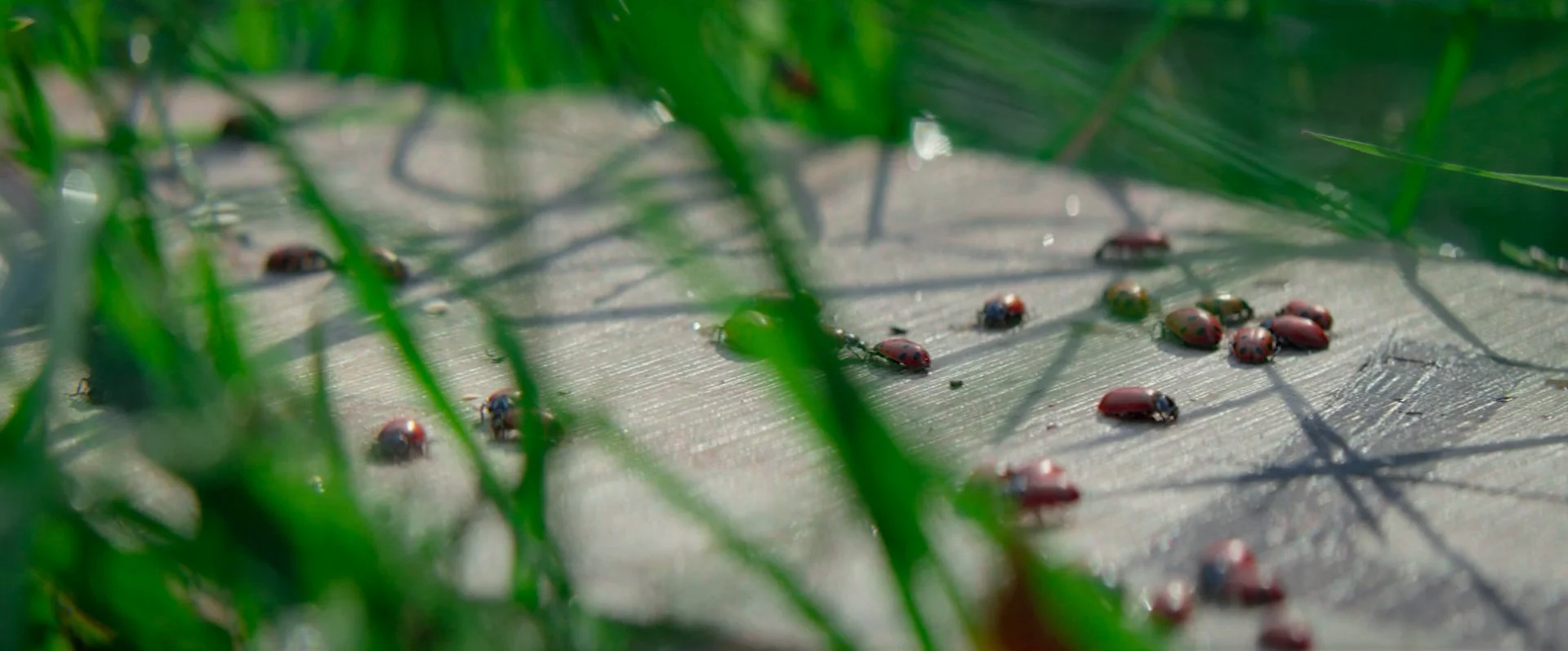 Sequence 02.00_00_23_00.Still001.jpg