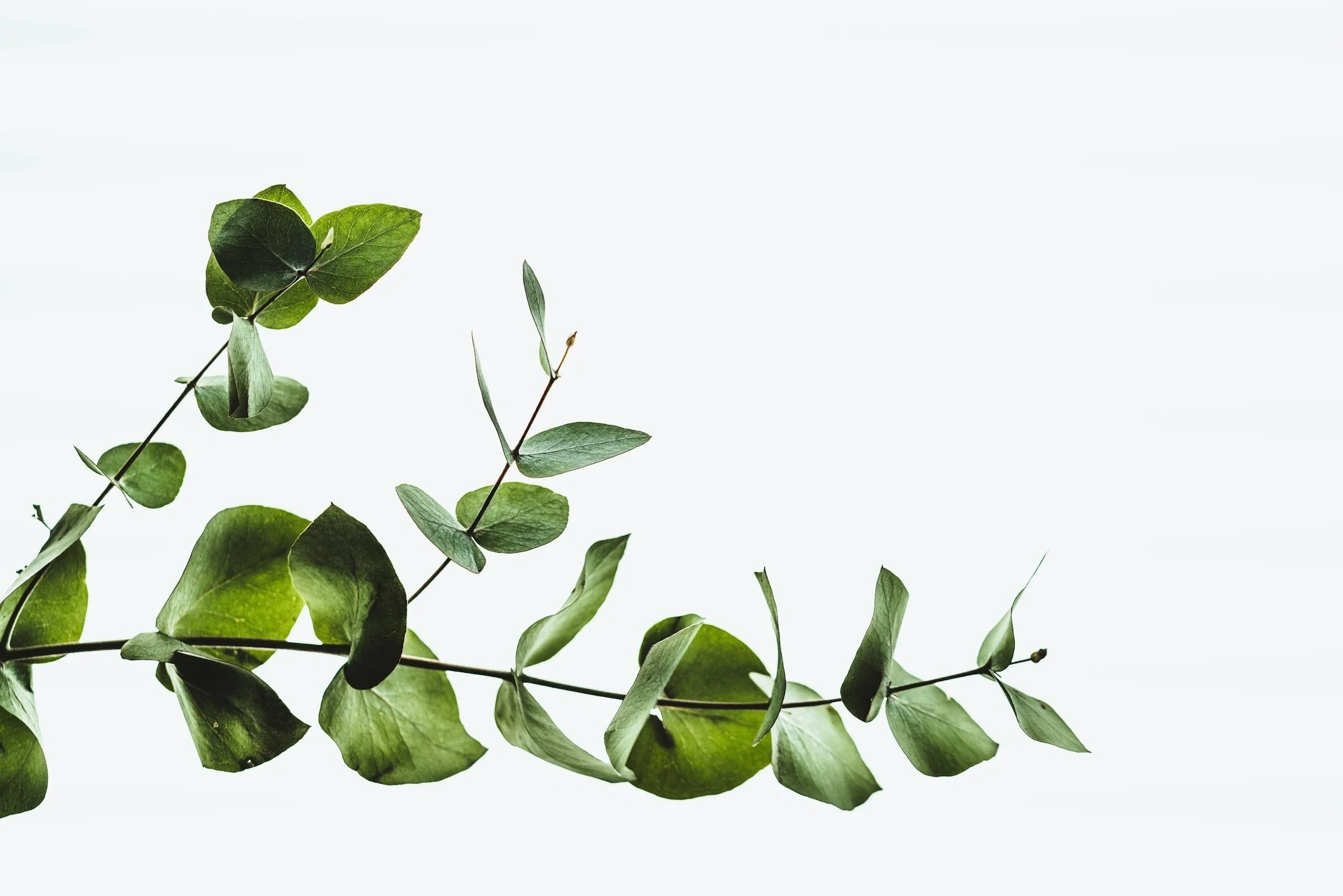 Close-up of green eucalyptus leaves and branches against a light background.