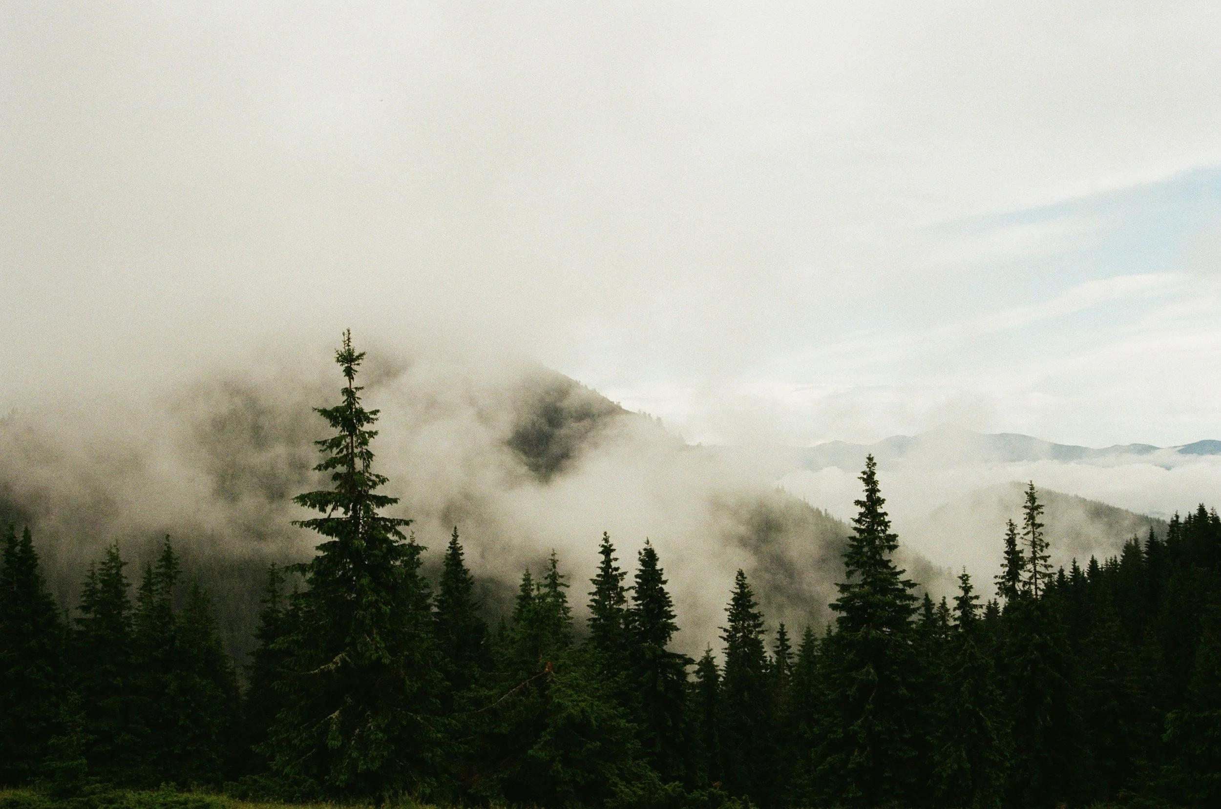 Dense fog over a forested mountain landscape with tall pine trees