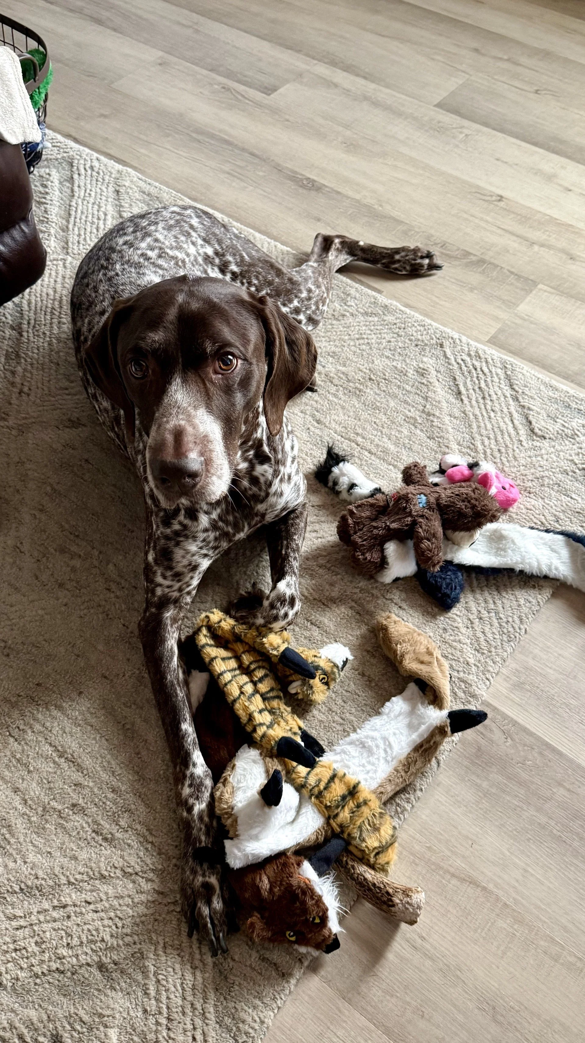A dog with a speckled brown and white coat lying on a beige carpet, surrounded by various stuffed animal toys, including a tiger, a zebra, a lion, and other plush animals.